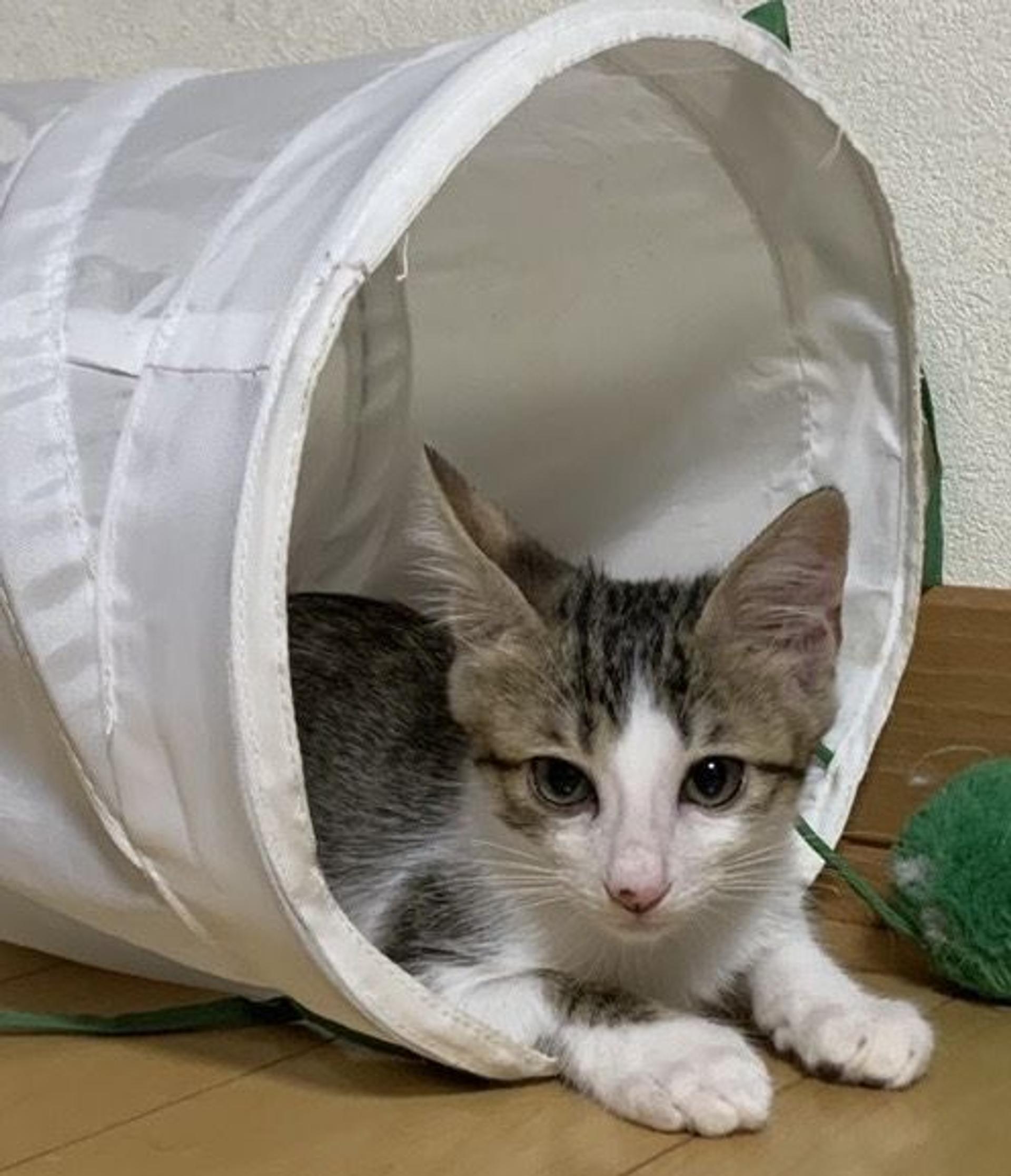 pet-image-4