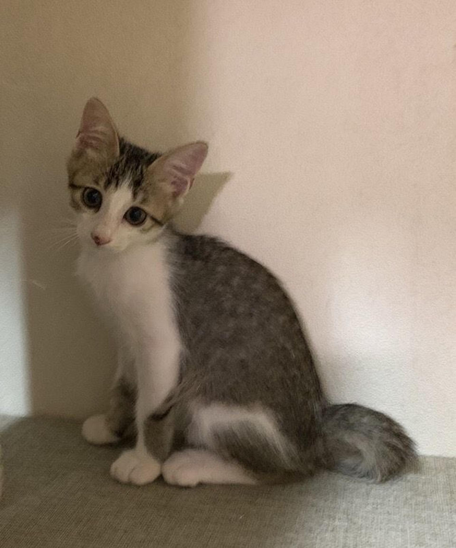 pet-image-5