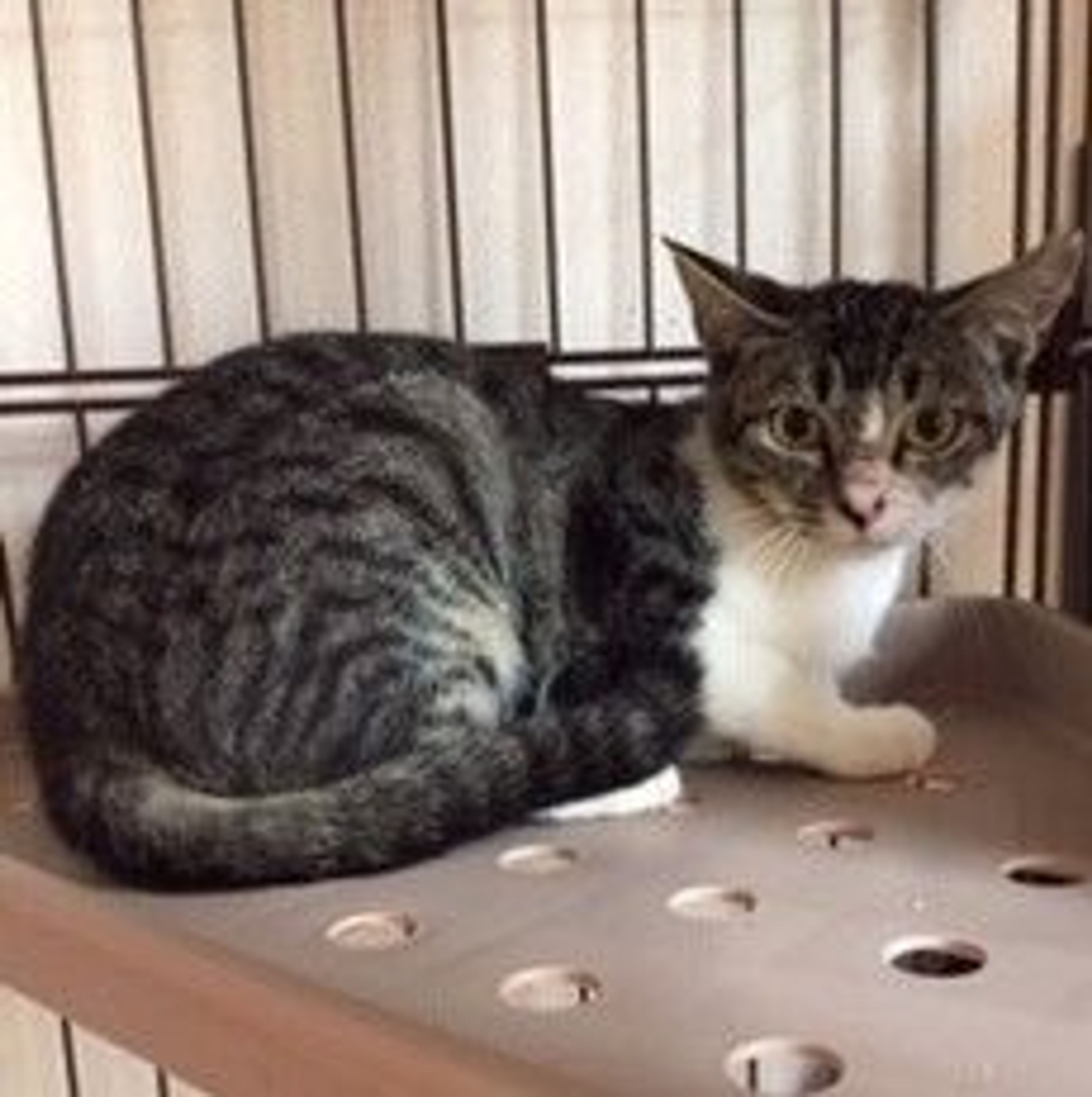 pet-image-6