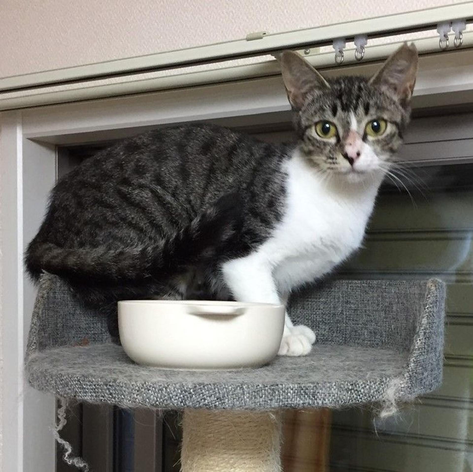 pet-image-7