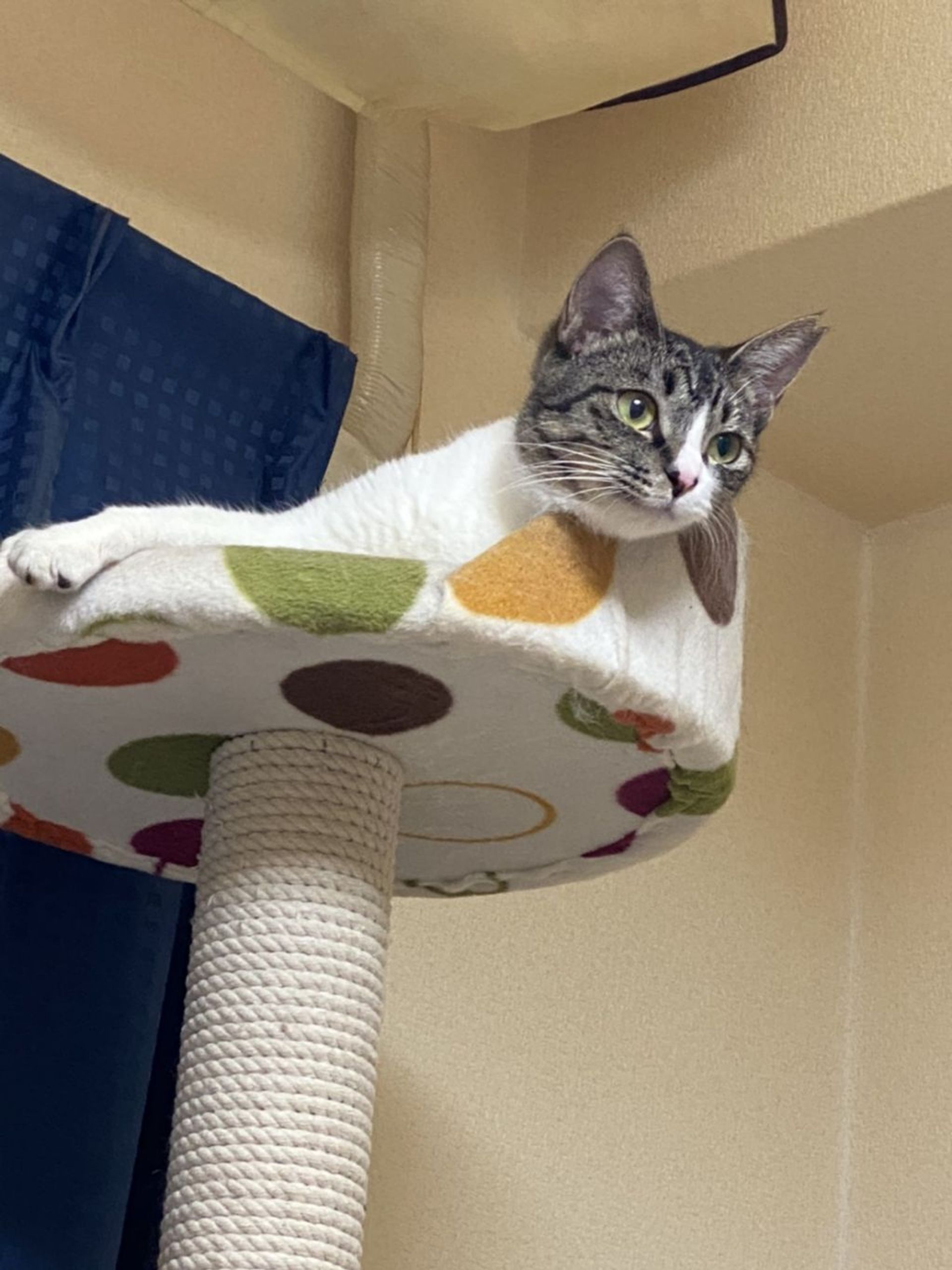雑種（ミックス猫）・メスの里親募集の写真