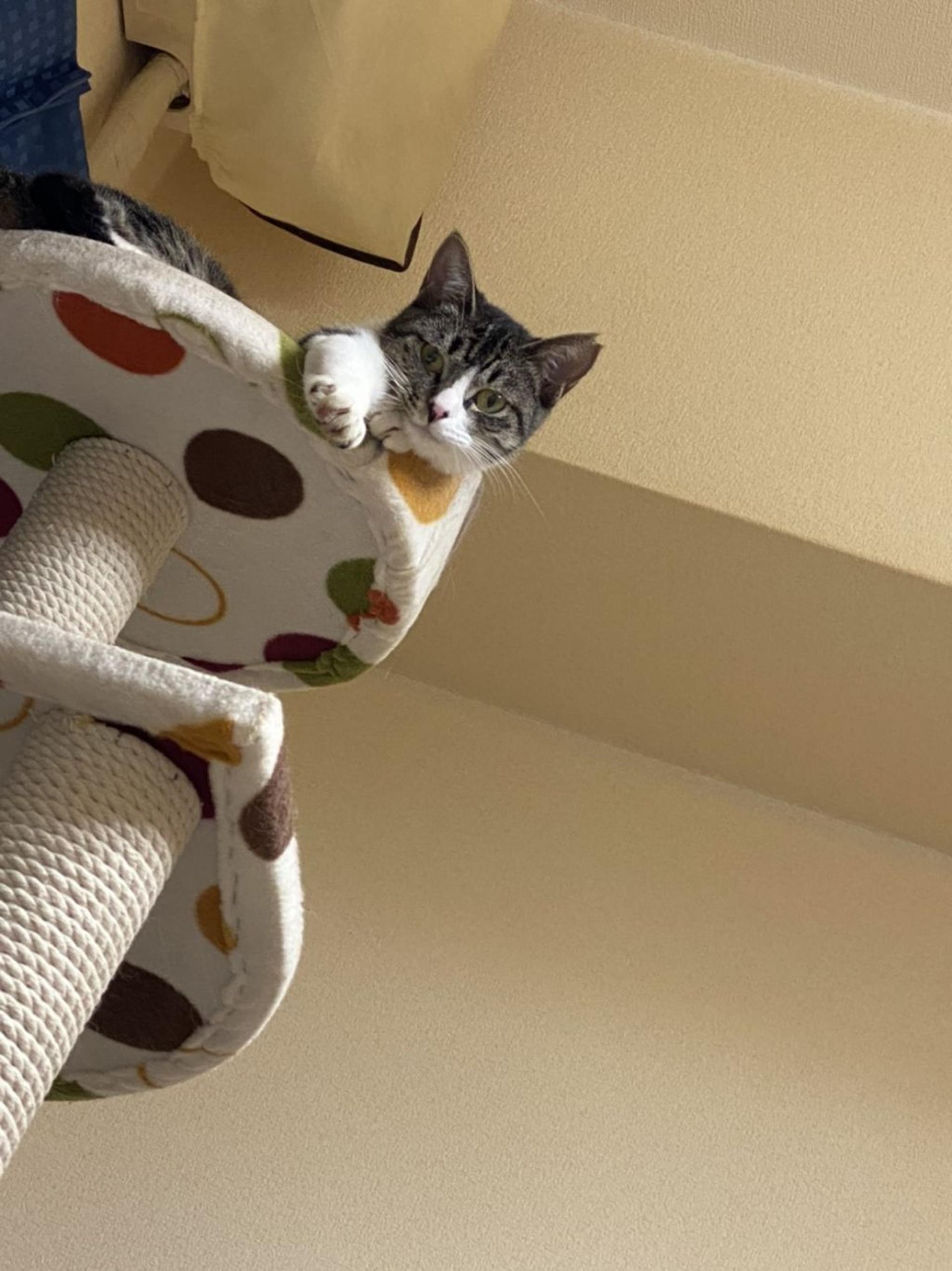 pet-image-3
