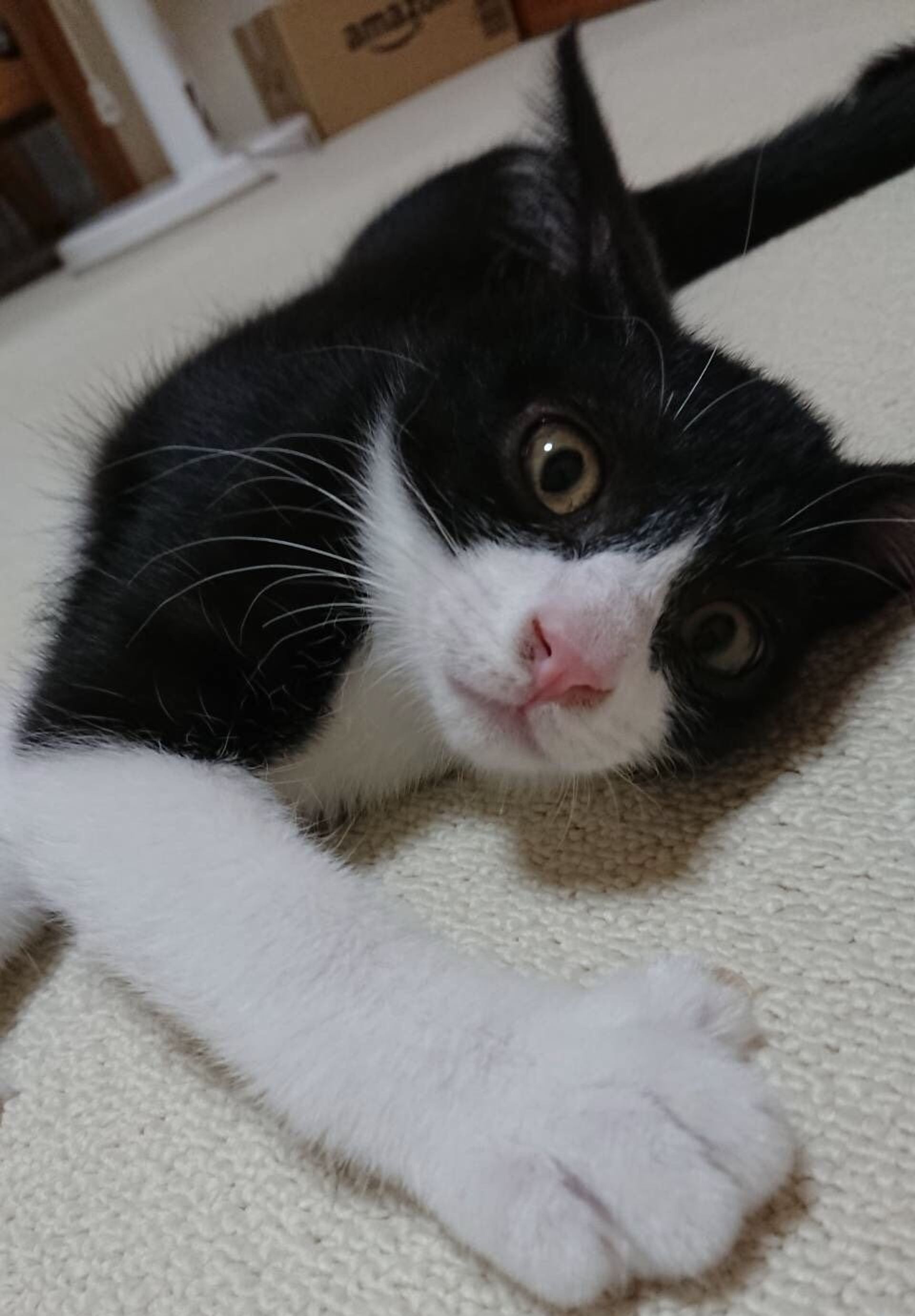 雑種（ミックス猫）・オスの里親募集の写真