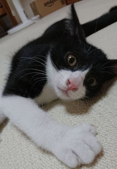 ごてんの写真