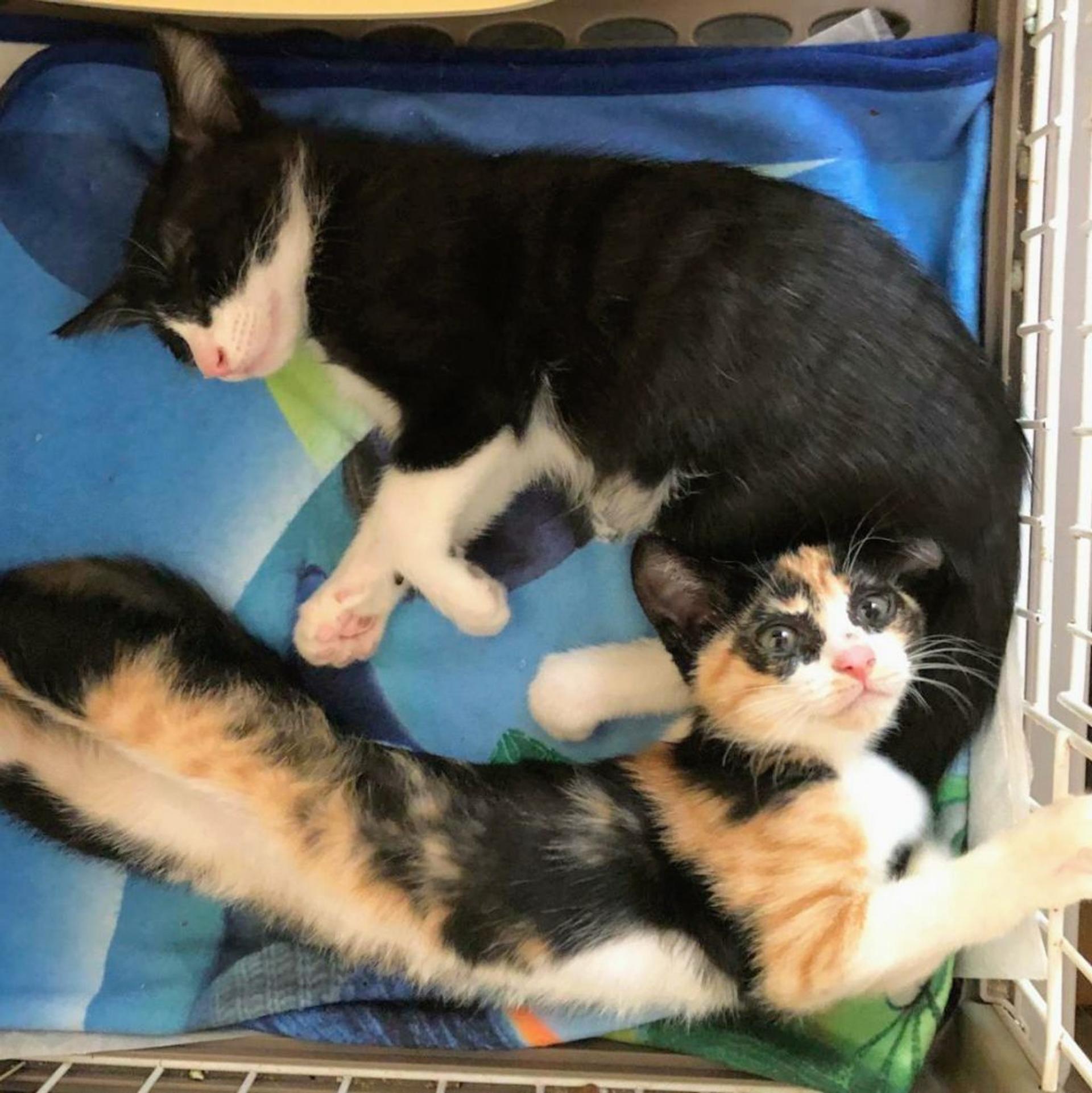 pet-image-7
