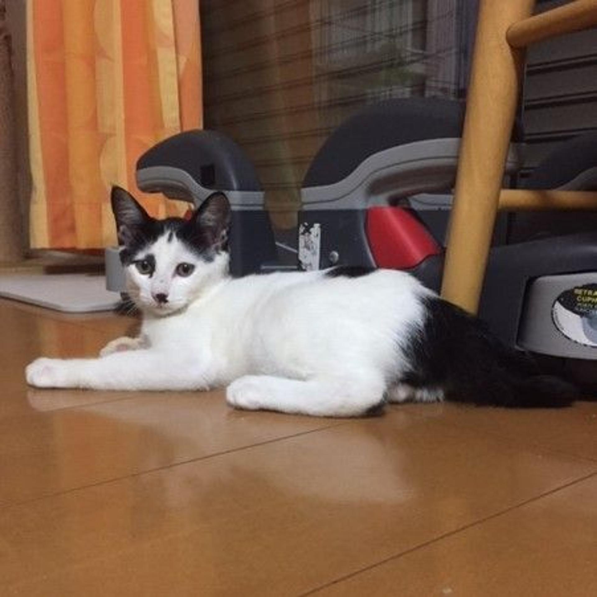 pet-image-3