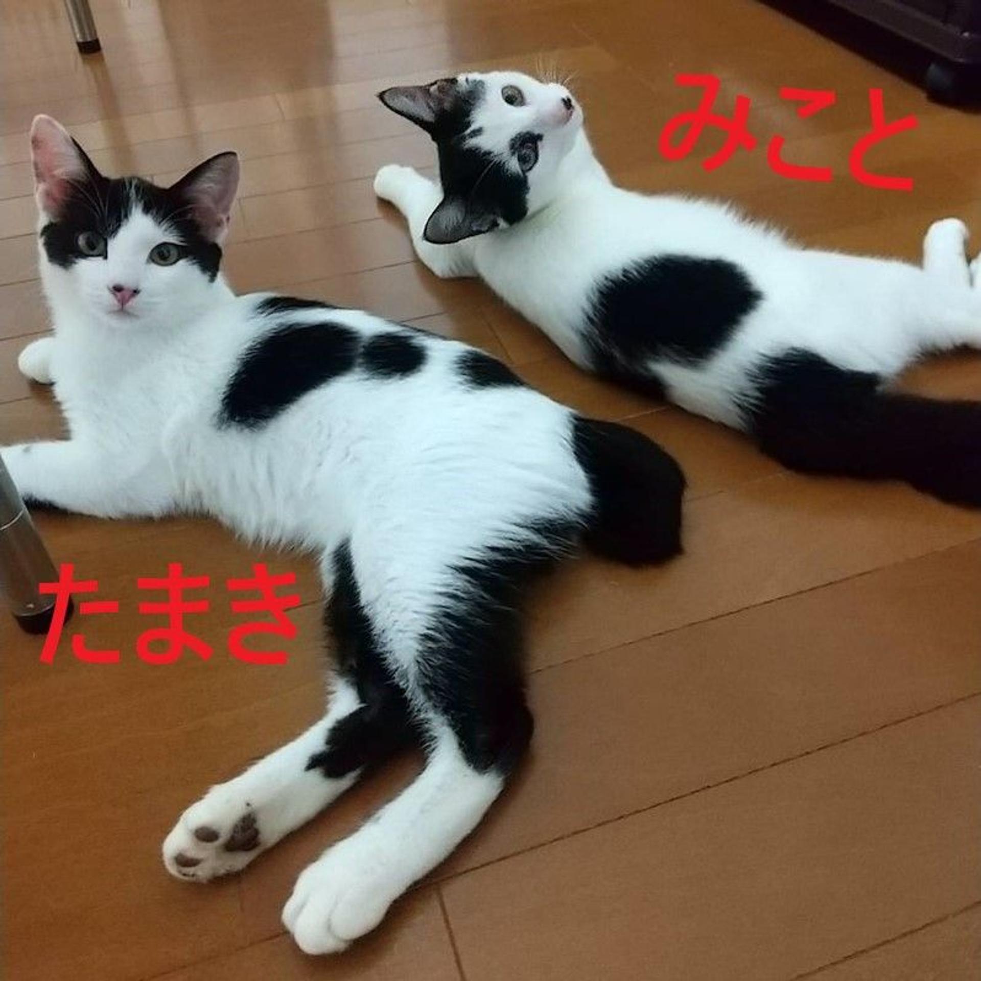 pet-image-4