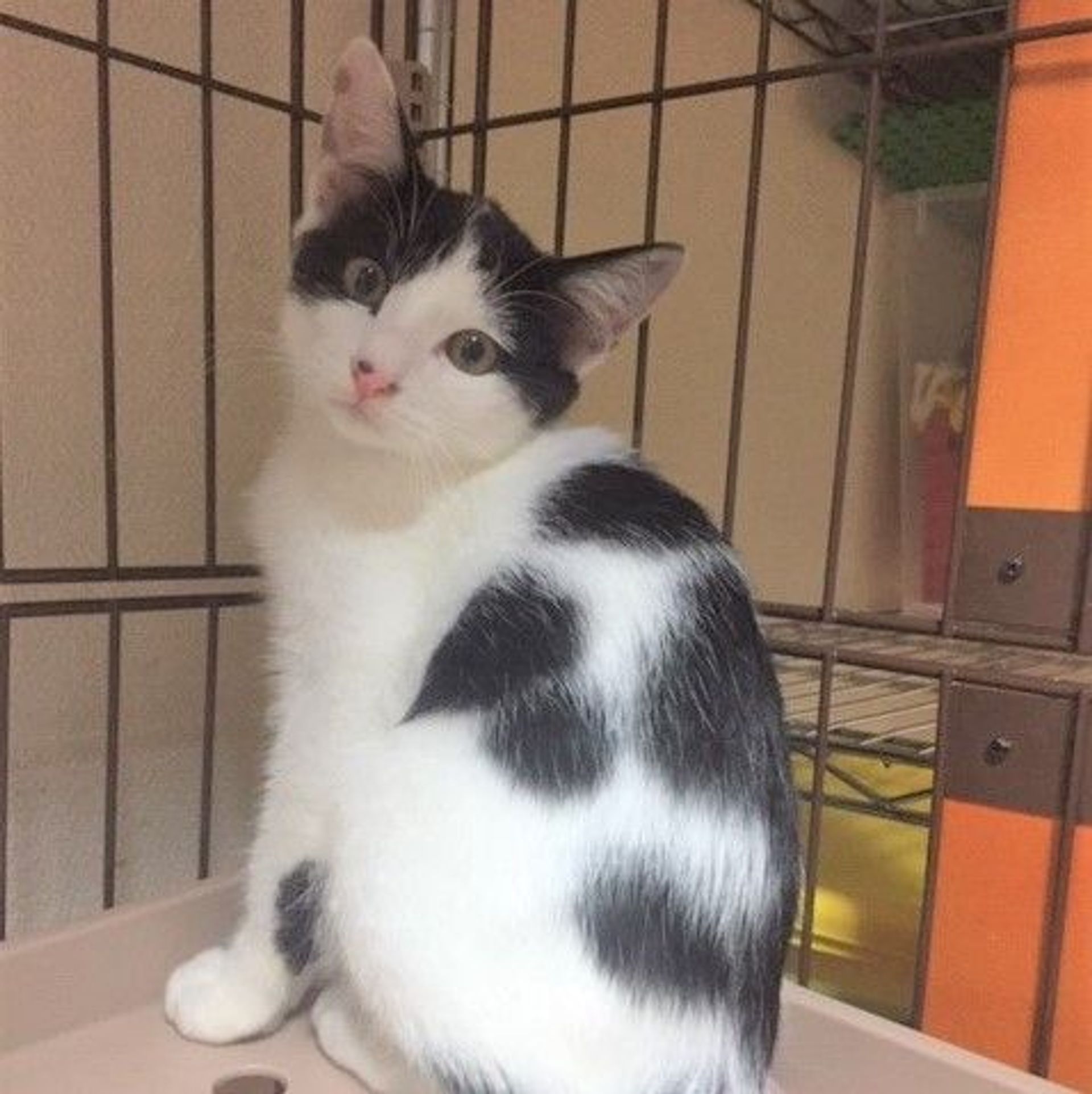 雑種（ミックス猫）・オスの里親募集の写真