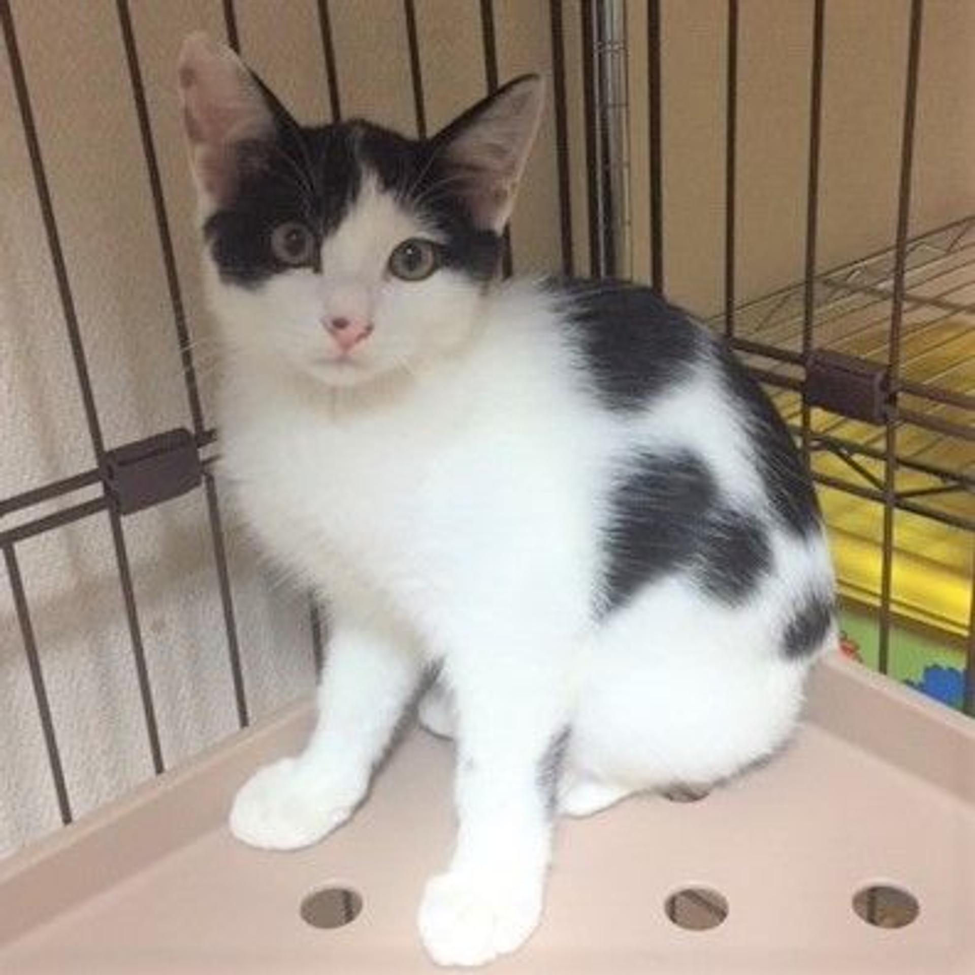 pet-image-3