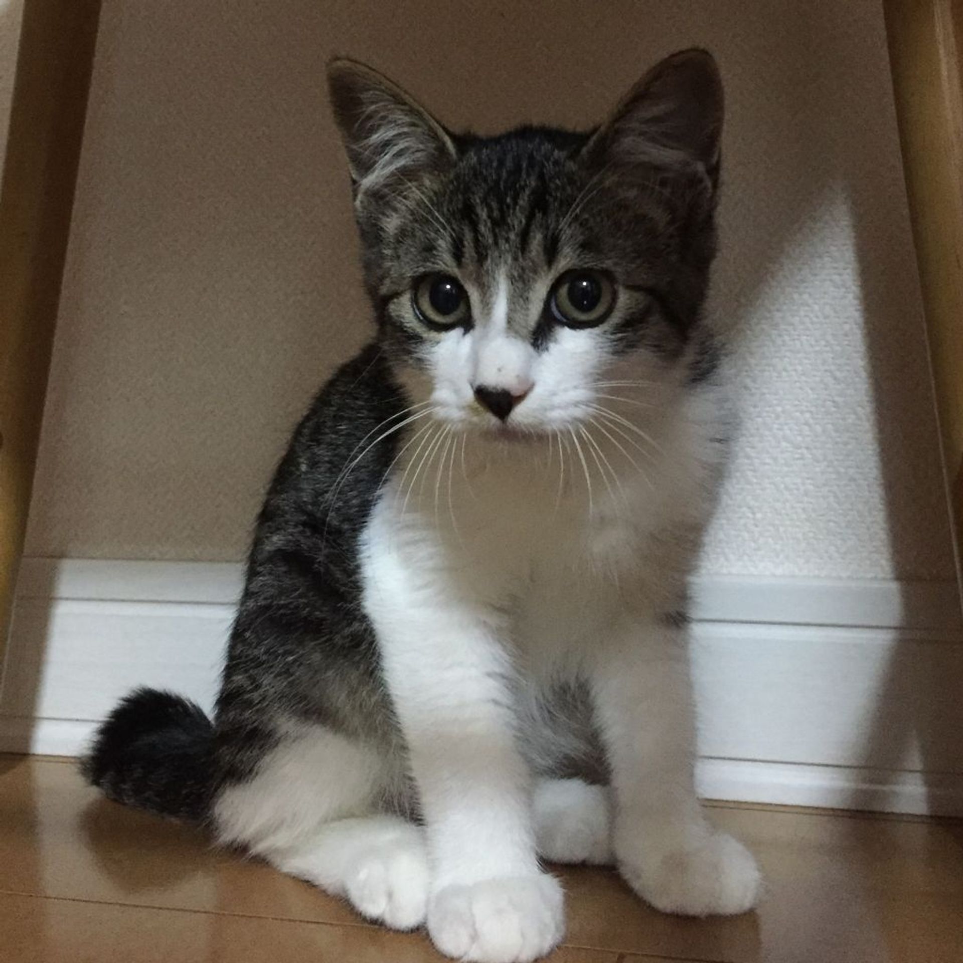 雑種（ミックス猫）・オスの里親募集の写真