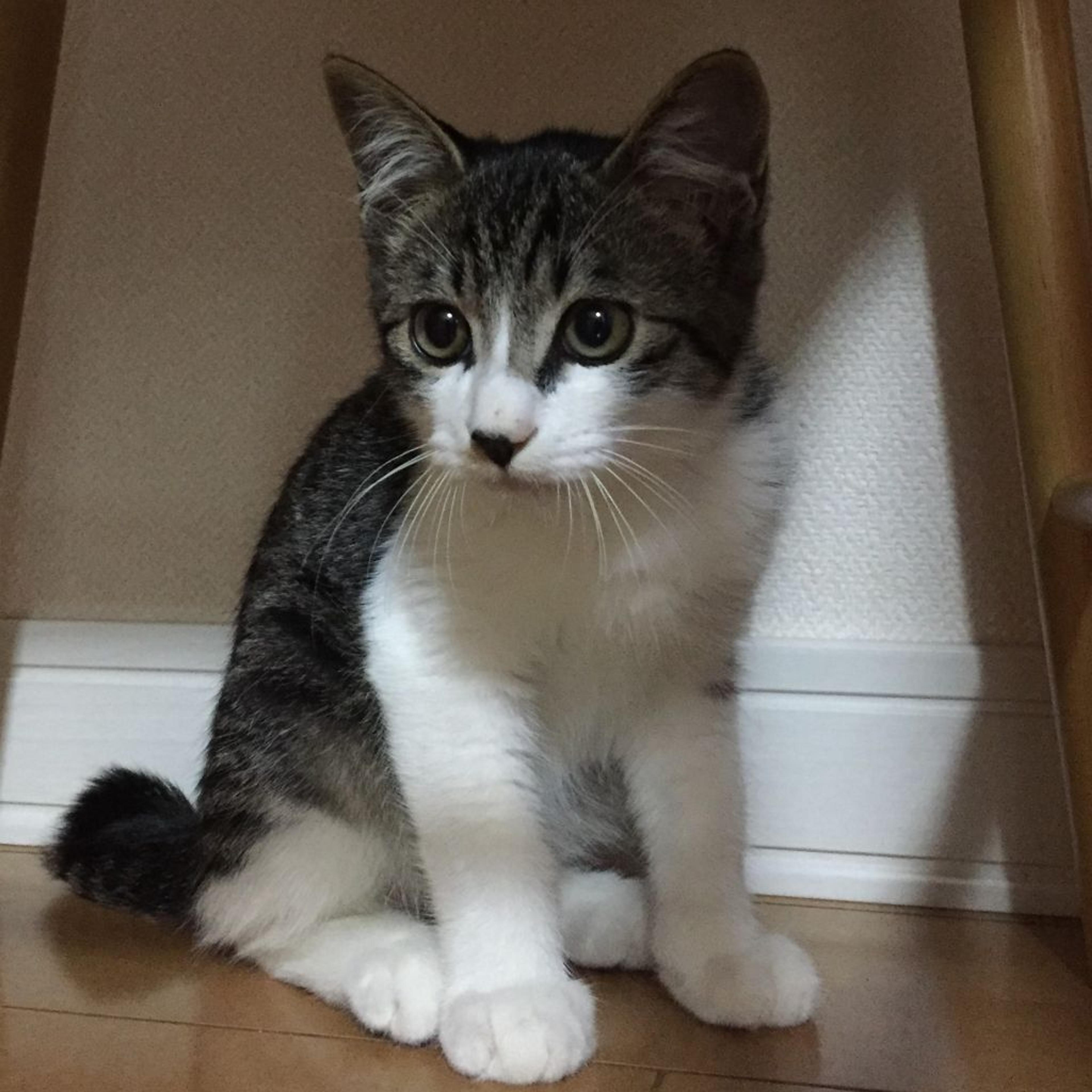 pet-image-2