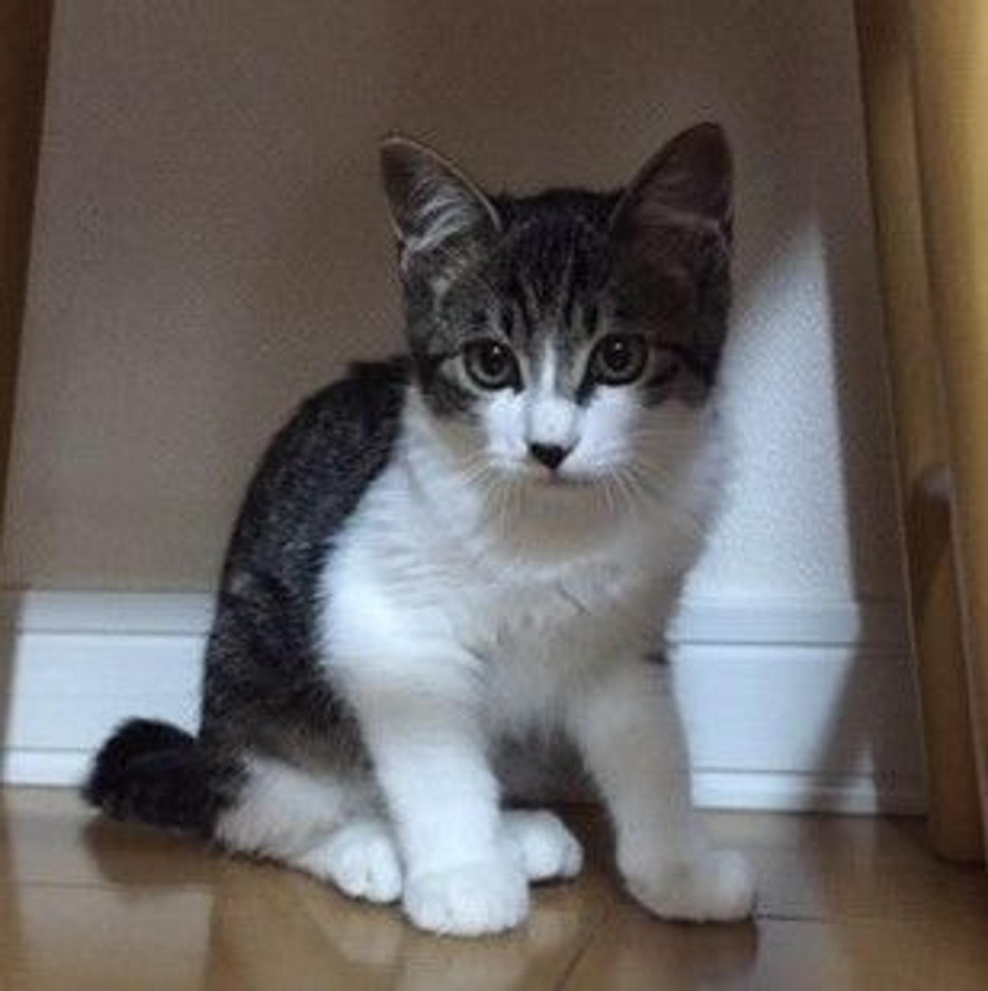pet-image-3
