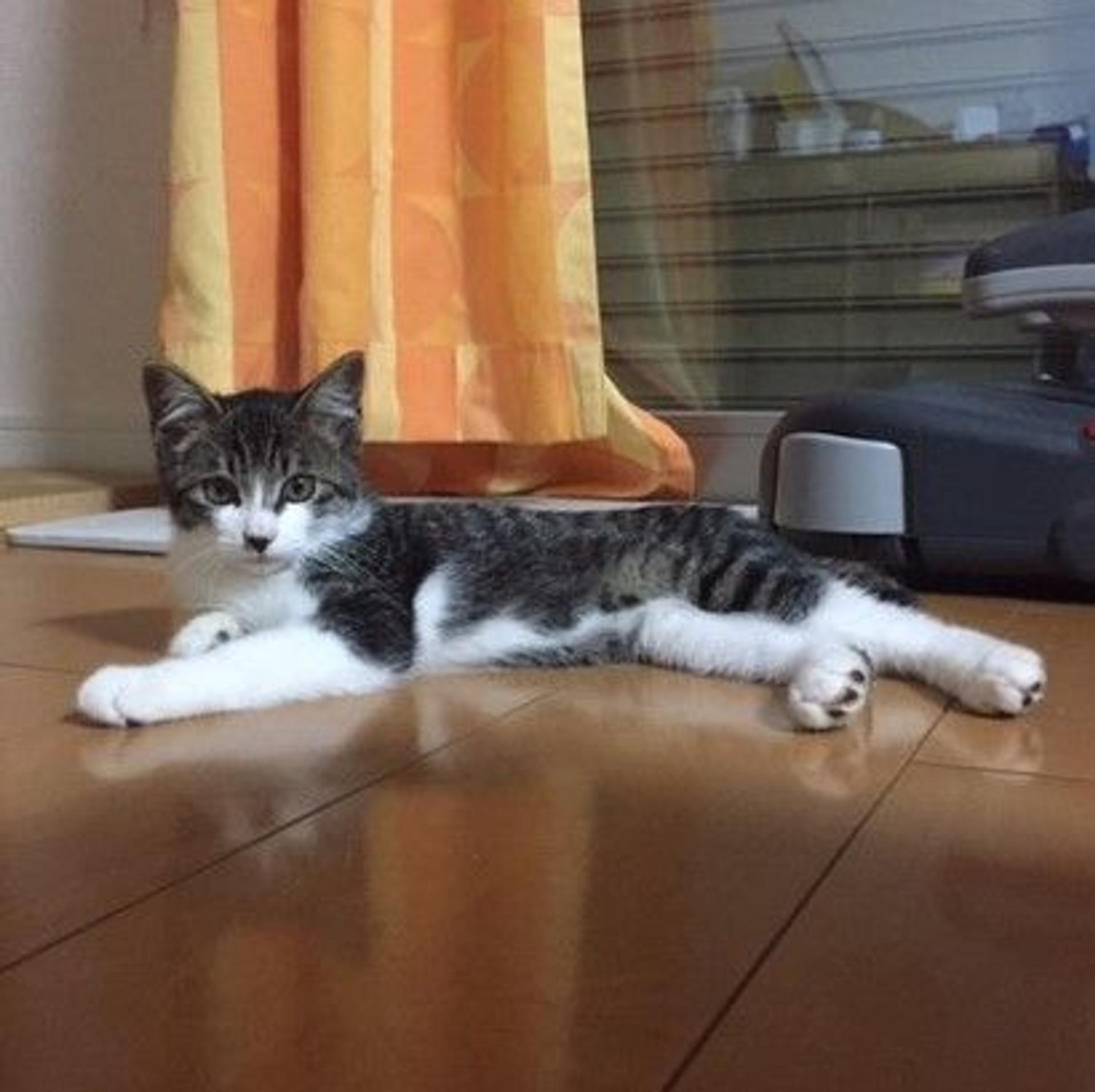 pet-image-4