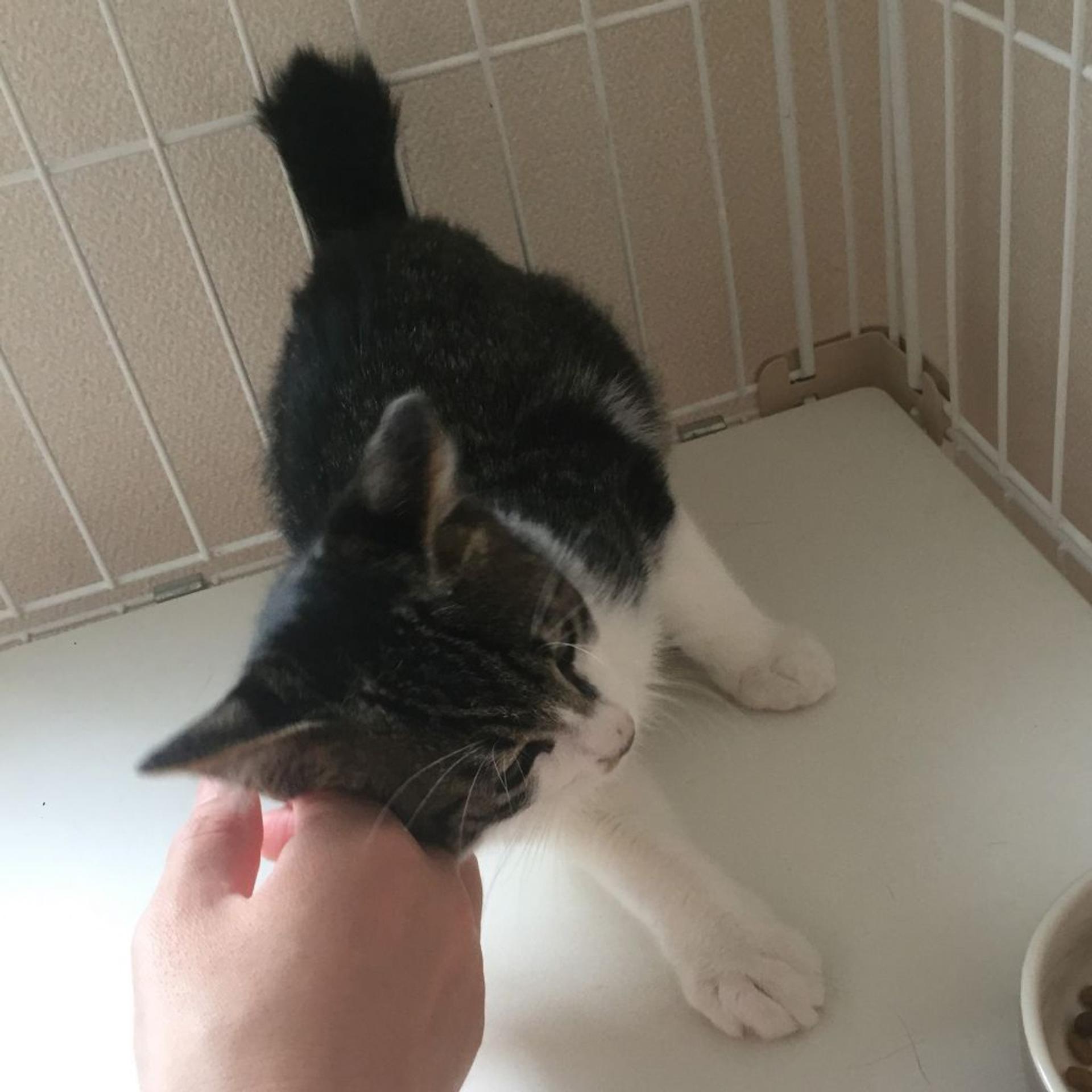 pet-image-5