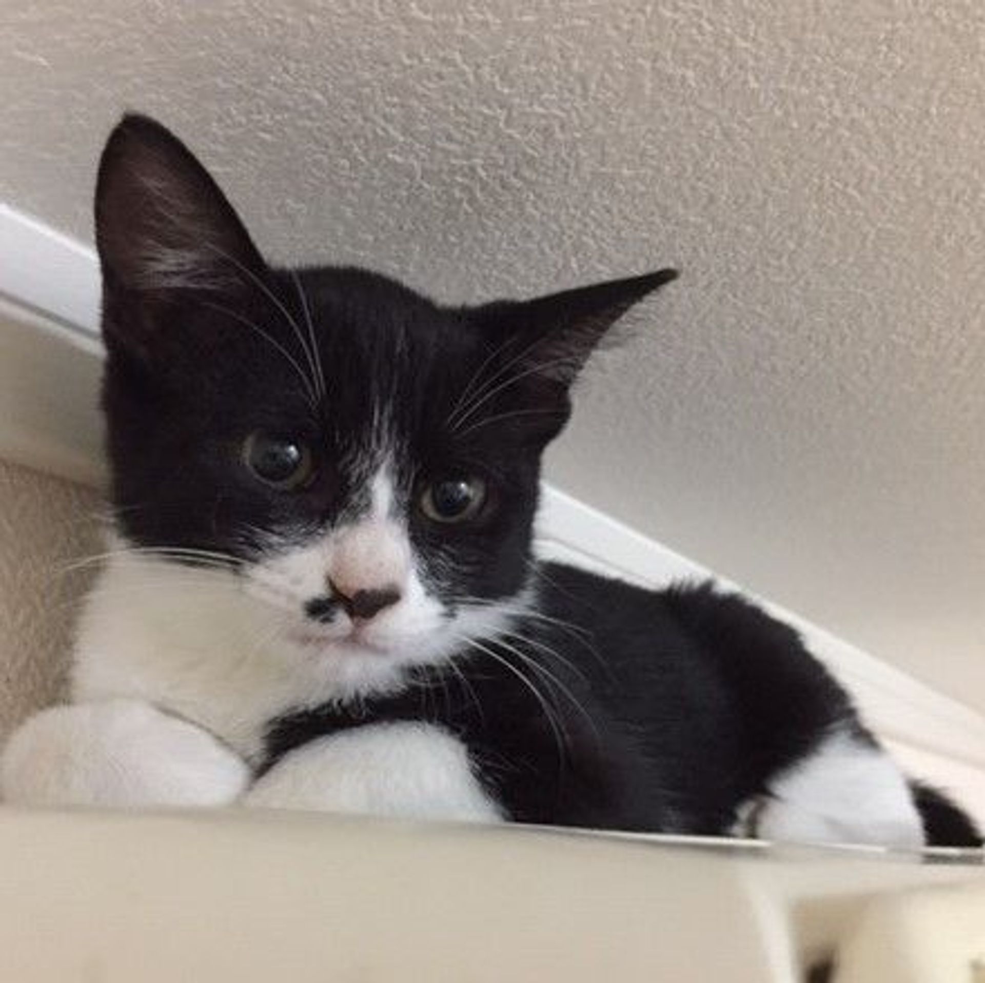 雑種（ミックス猫）・メスの里親募集の写真