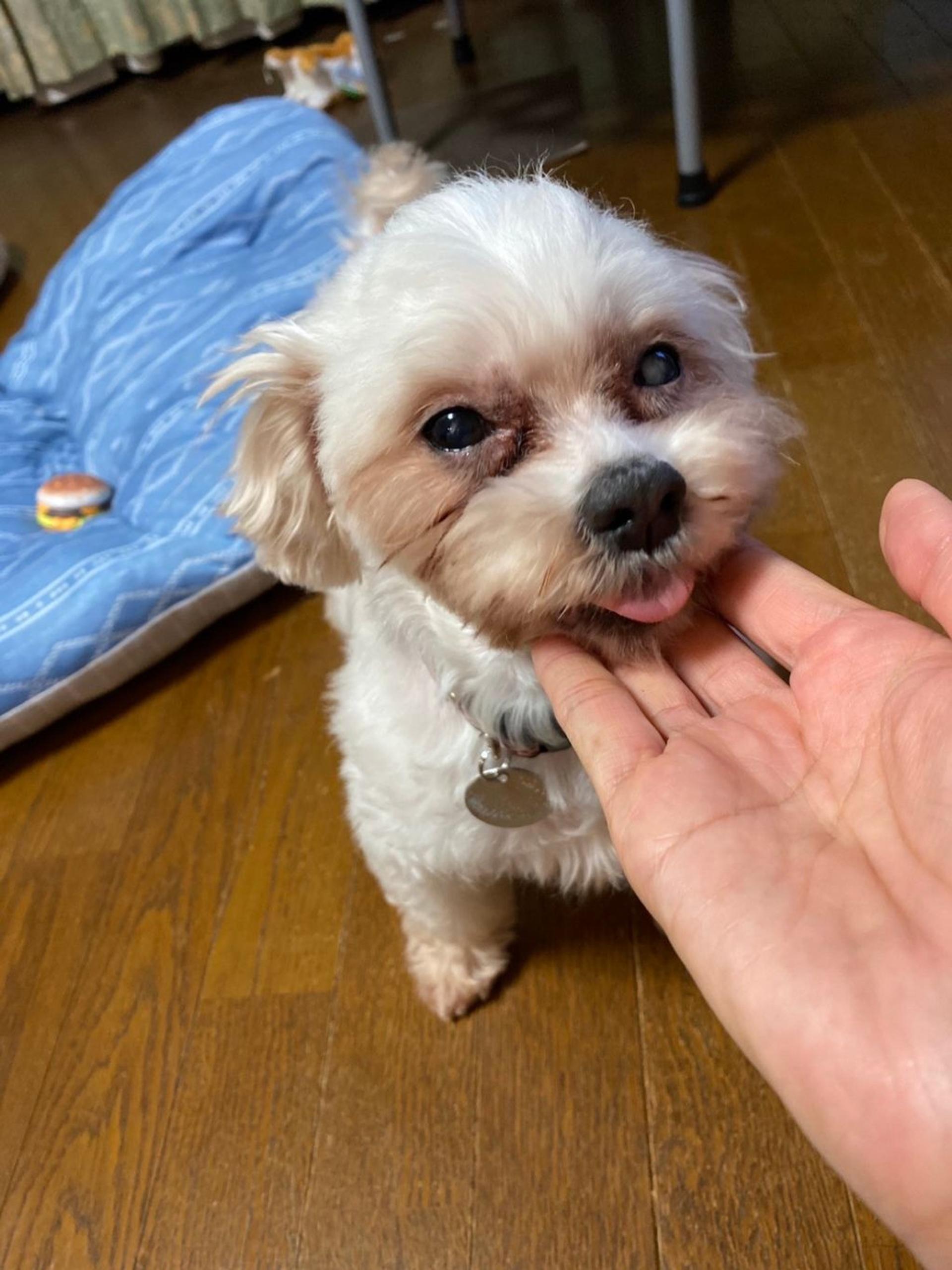 pet-image-8