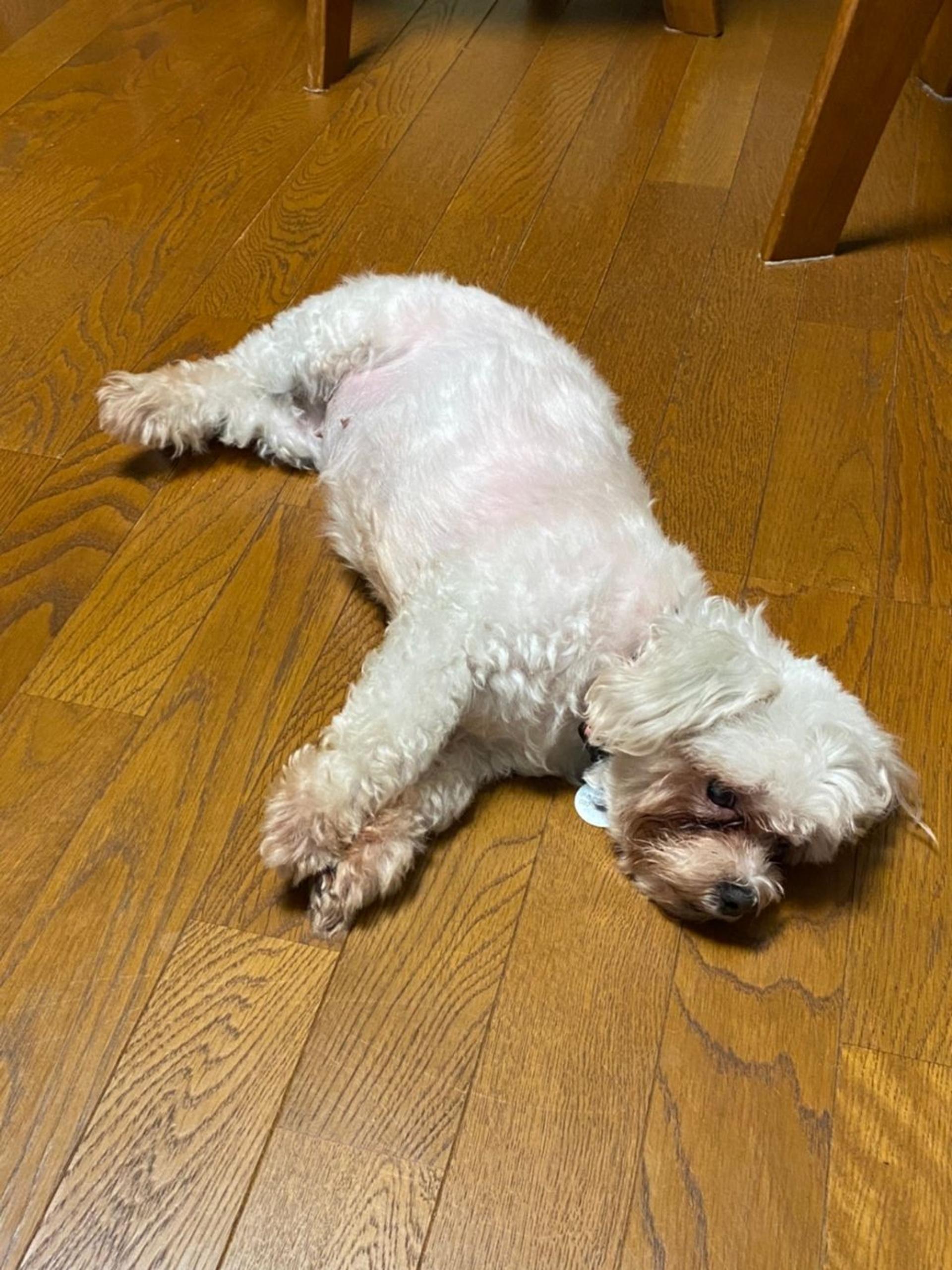 pet-image-9