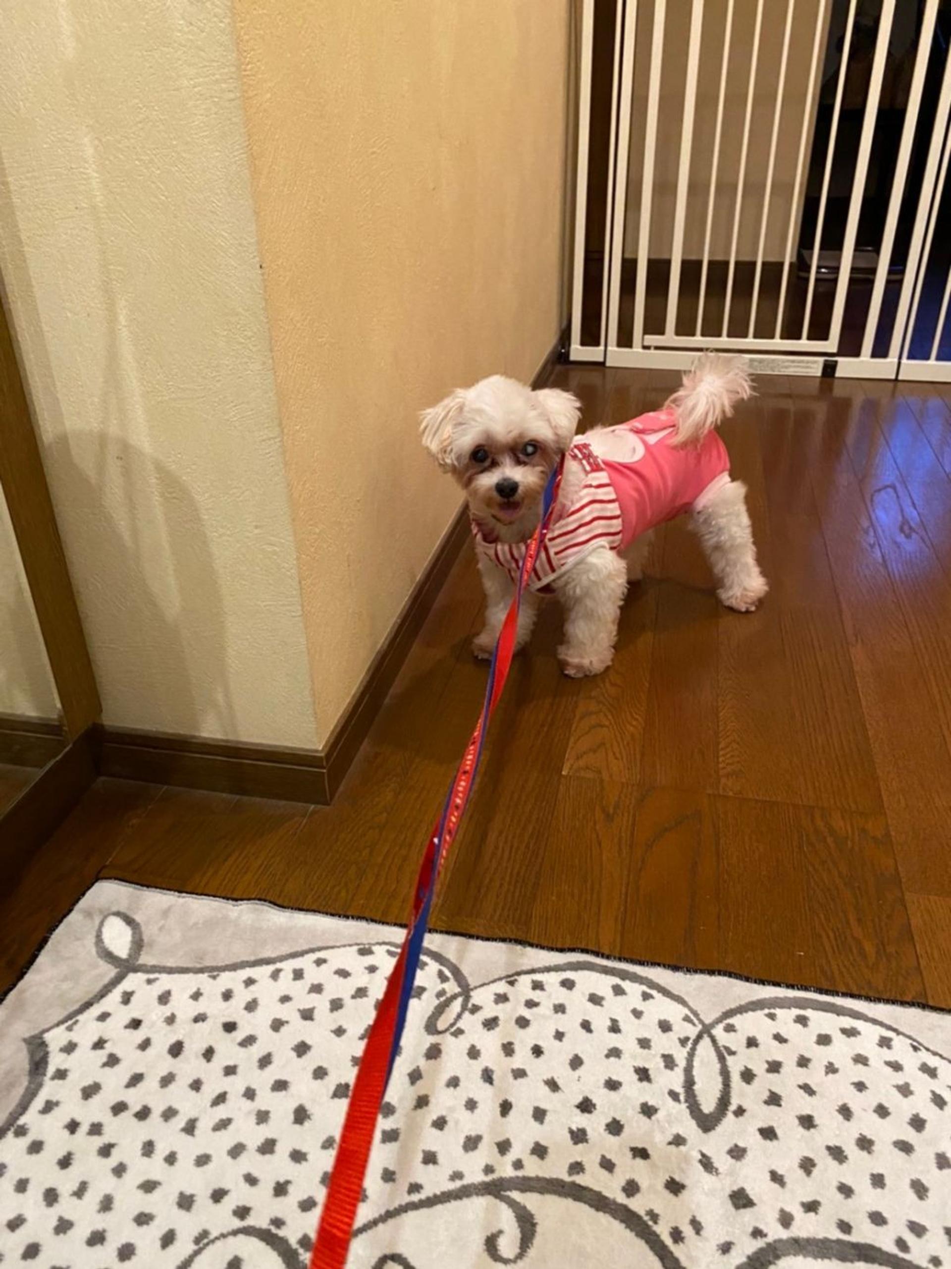 pet-image-4