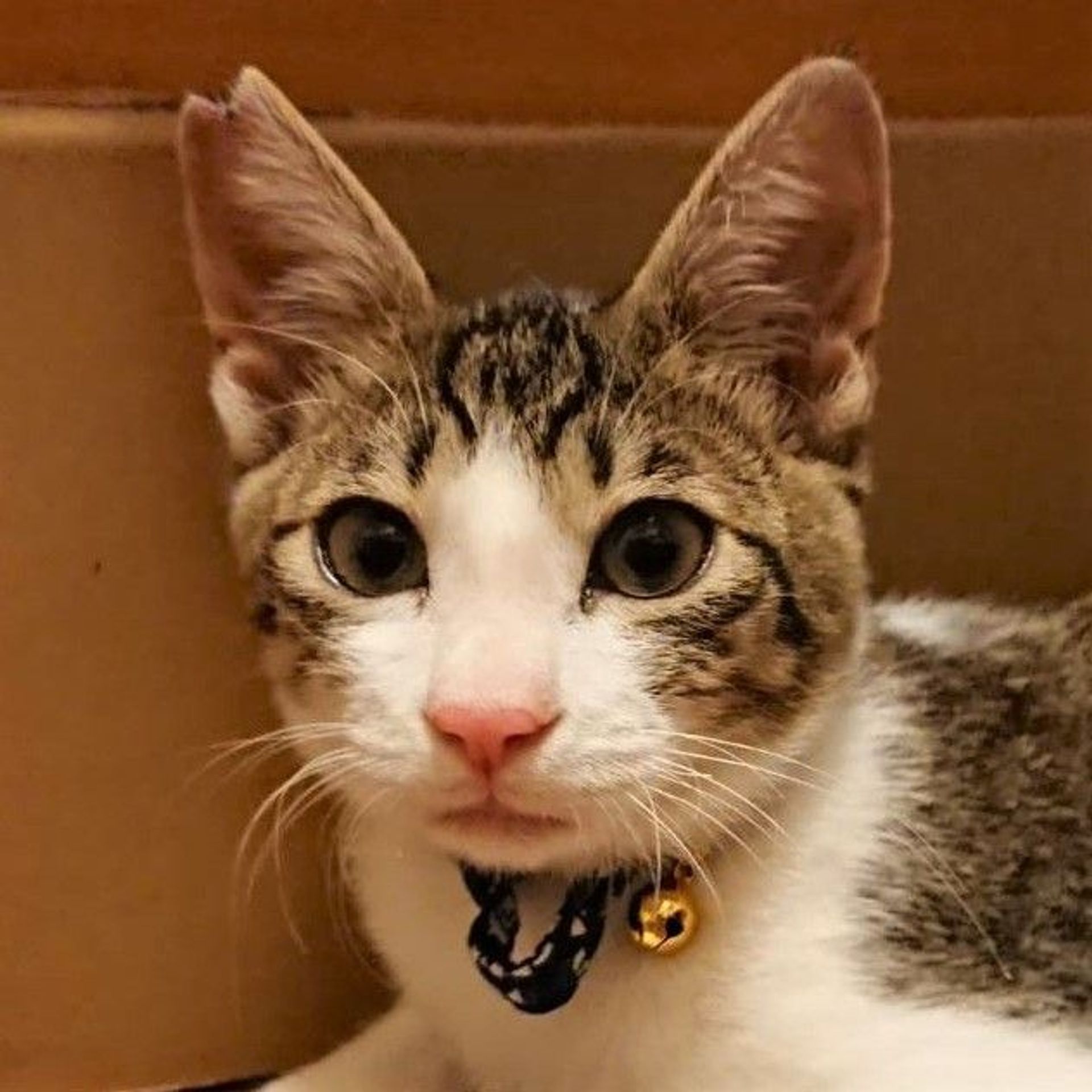 雑種（ミックス猫）・オスの里親募集の写真
