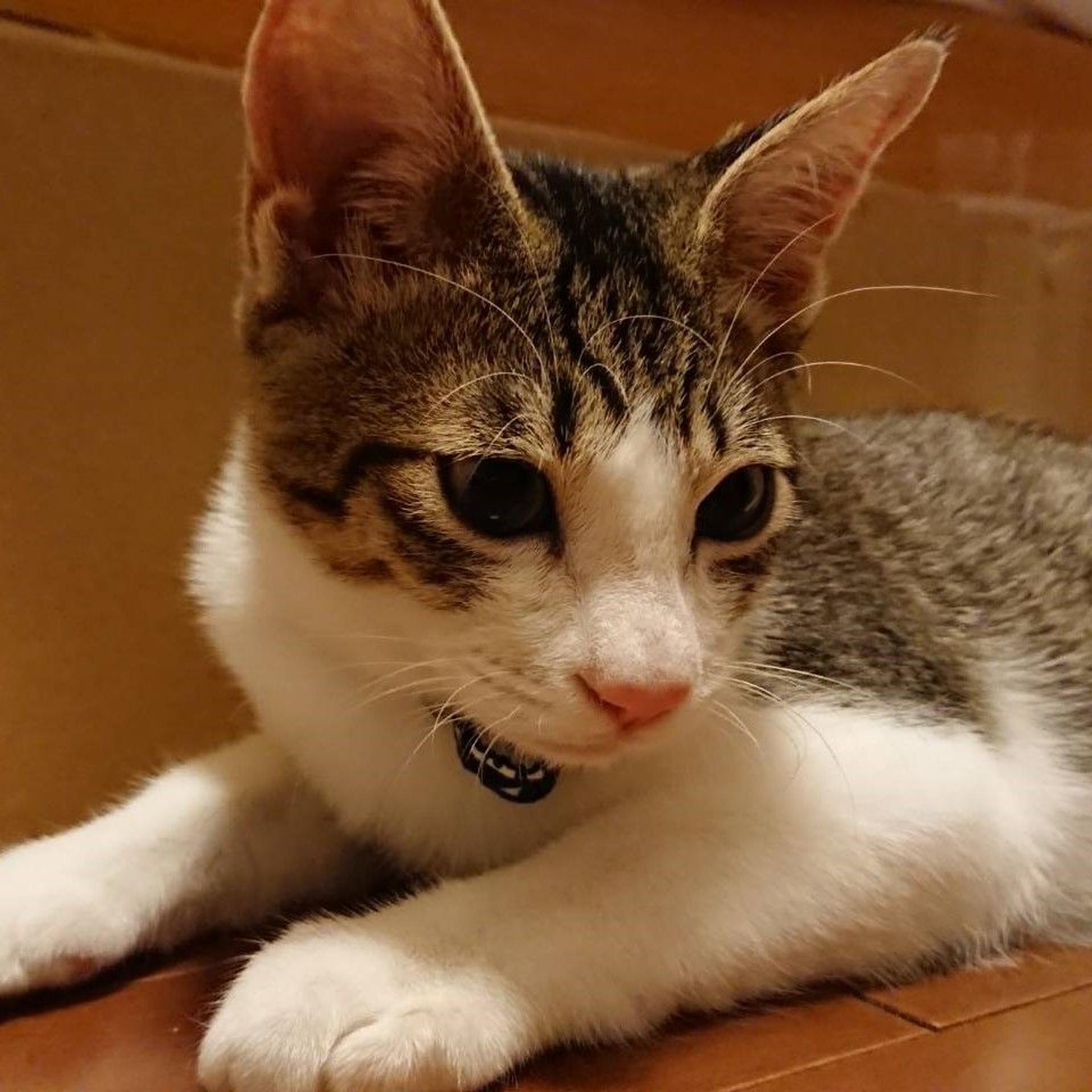pet-image-4