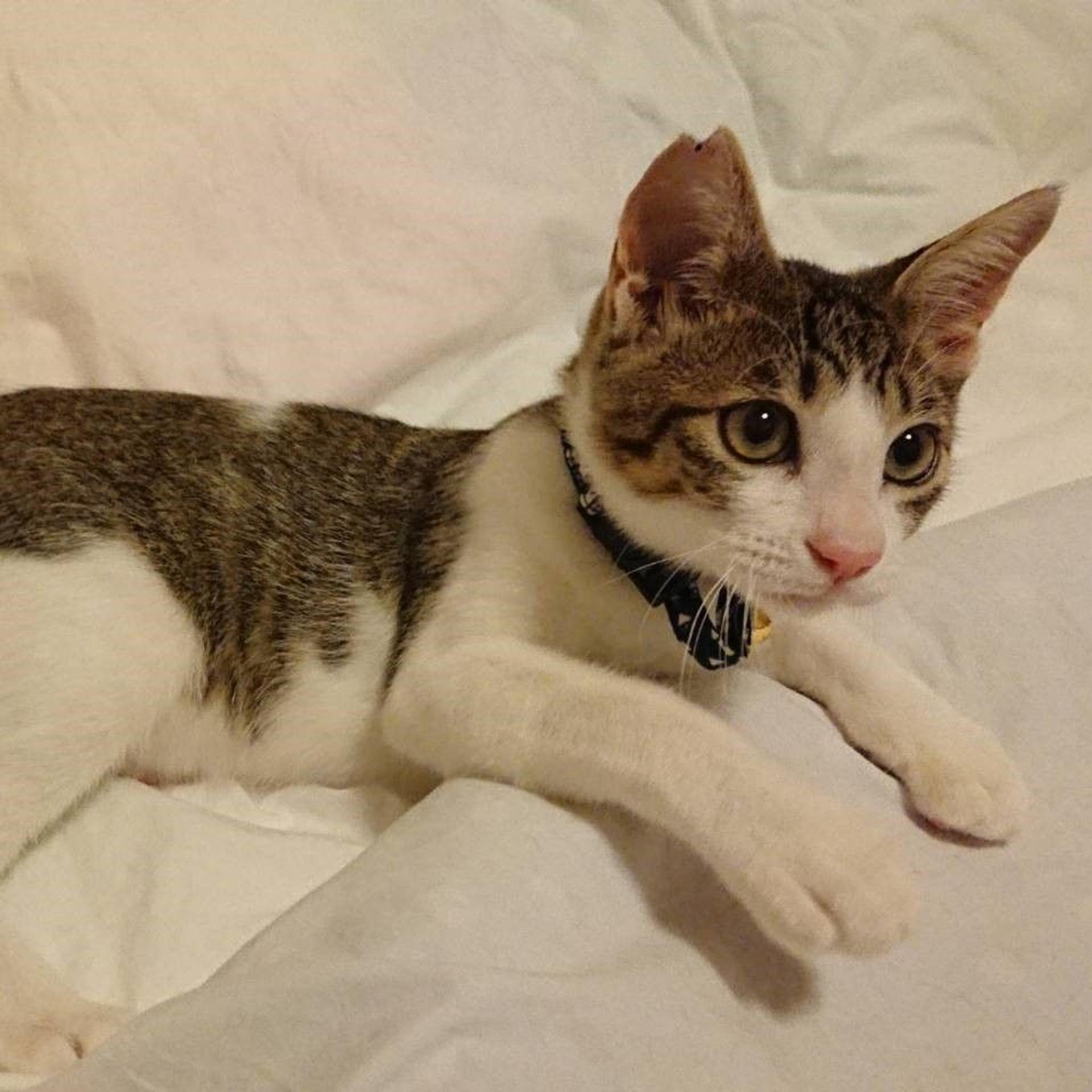 pet-image-5