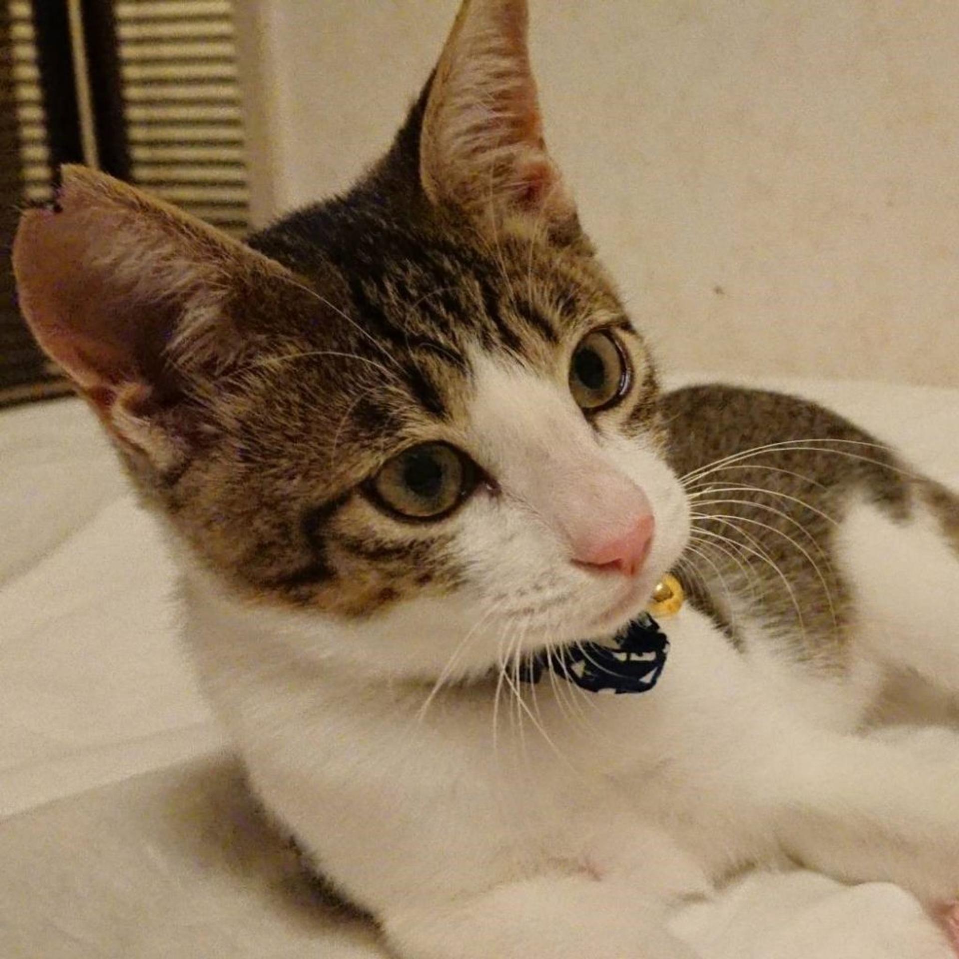 pet-image-6