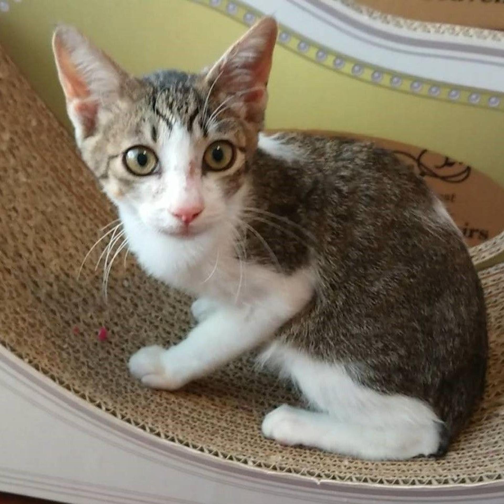 pet-image-7