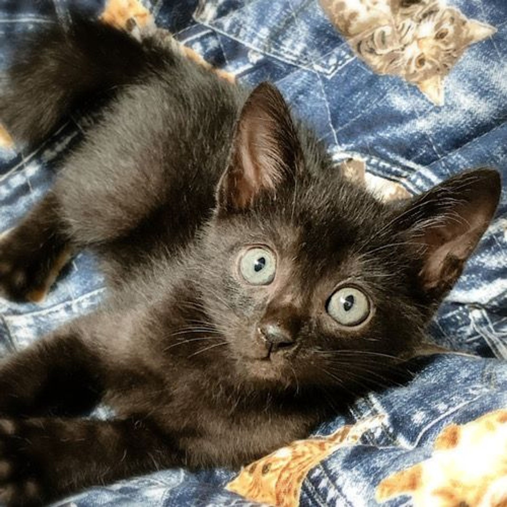 雑種（ミックス猫）・オスの里親募集の写真