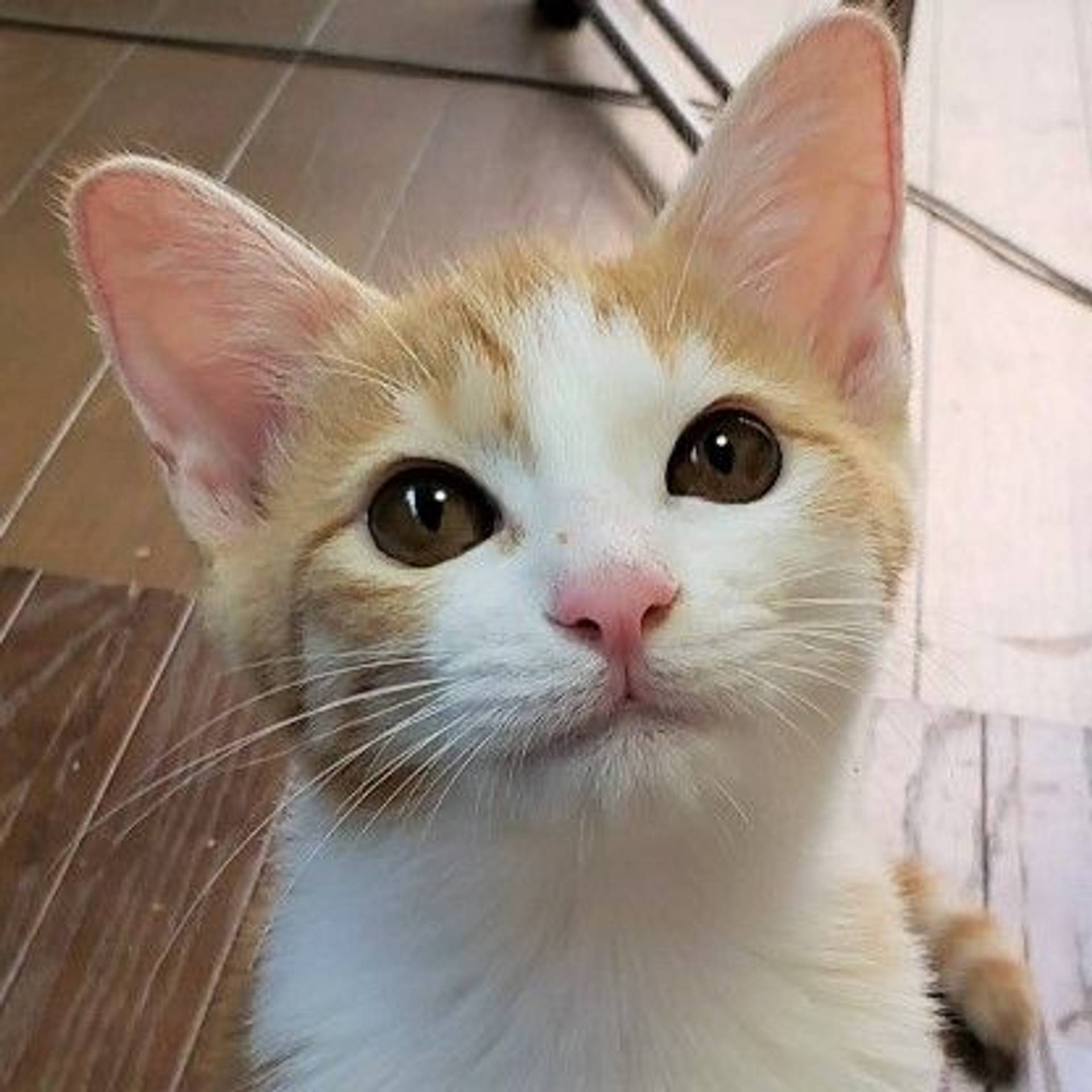雑種（ミックス猫）・メスの里親募集の写真