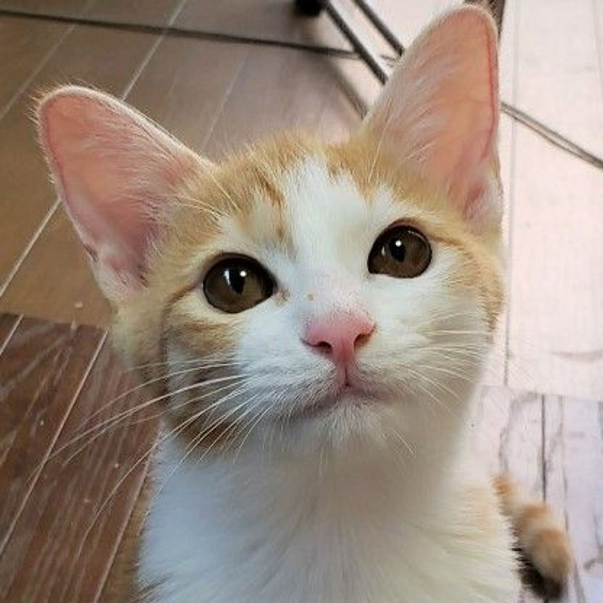 雑種（ミックス猫）・メスの里親募集の写真