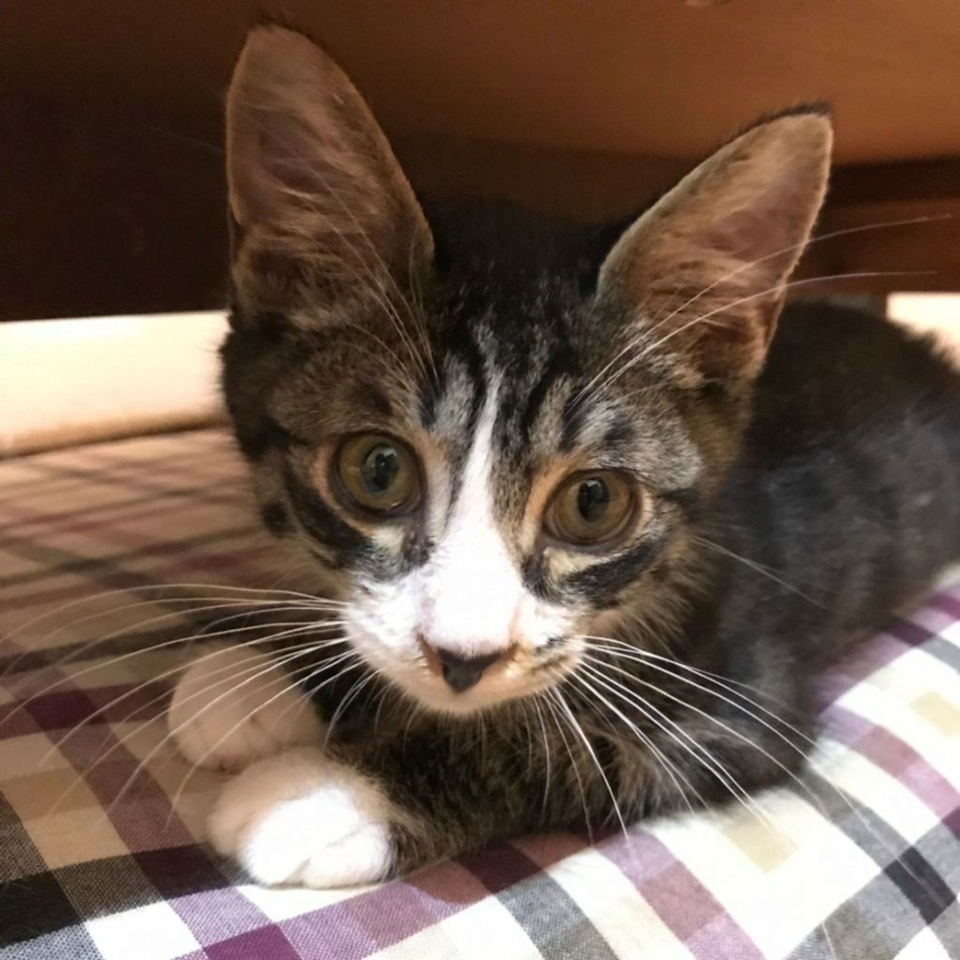 雑種（ミックス猫）・オスの里親募集の写真