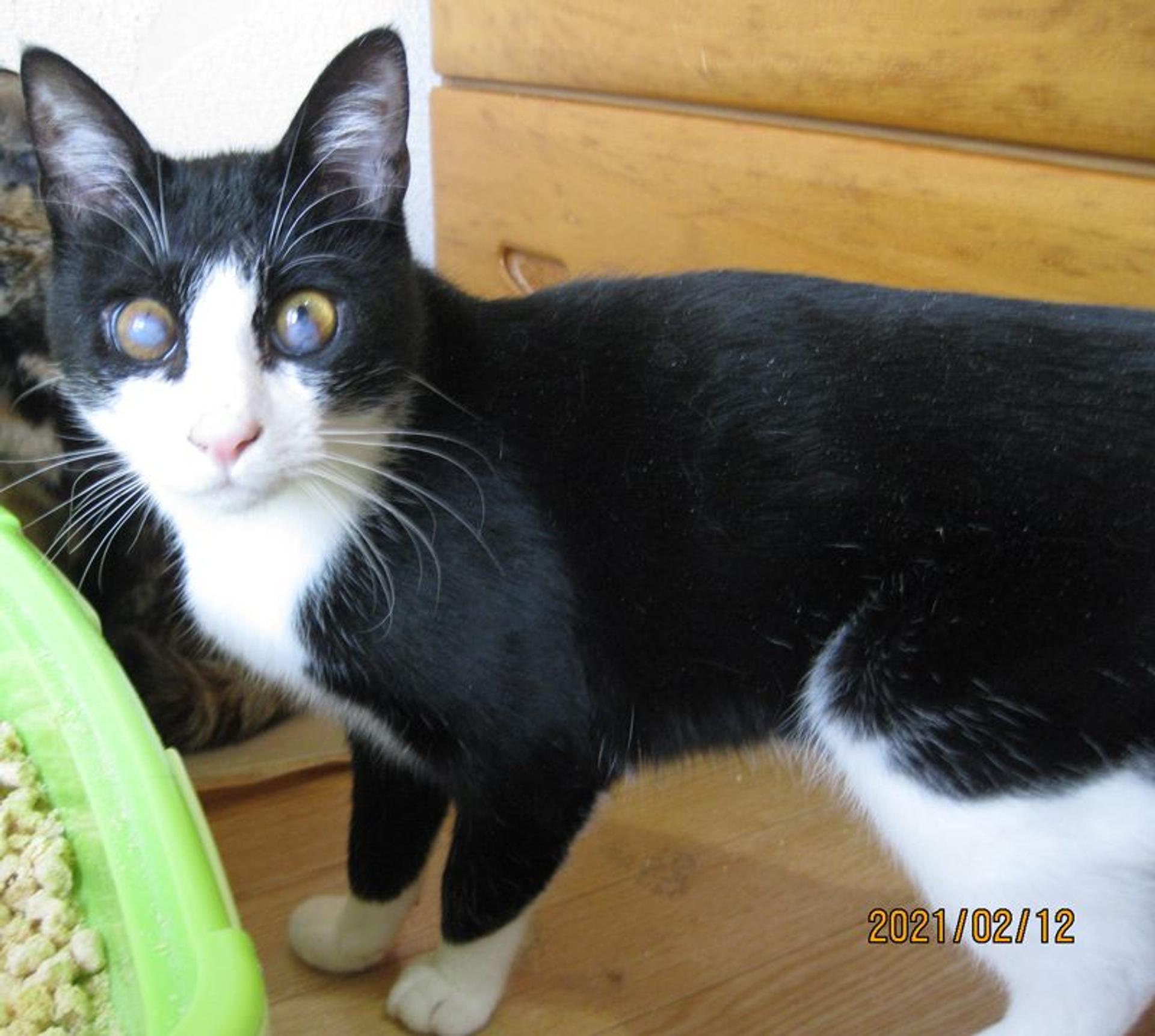 pet-image-2