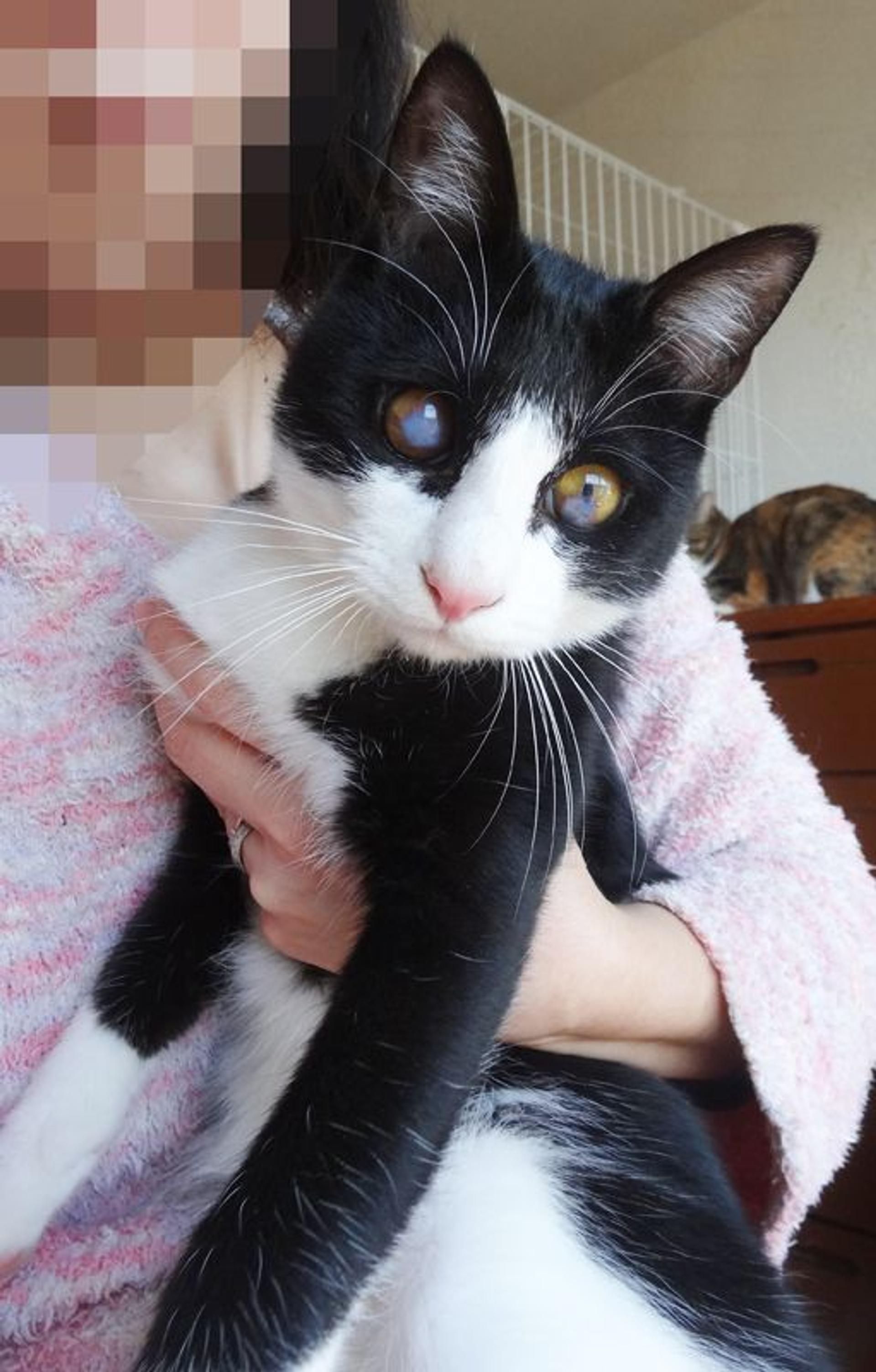 pet-image-5