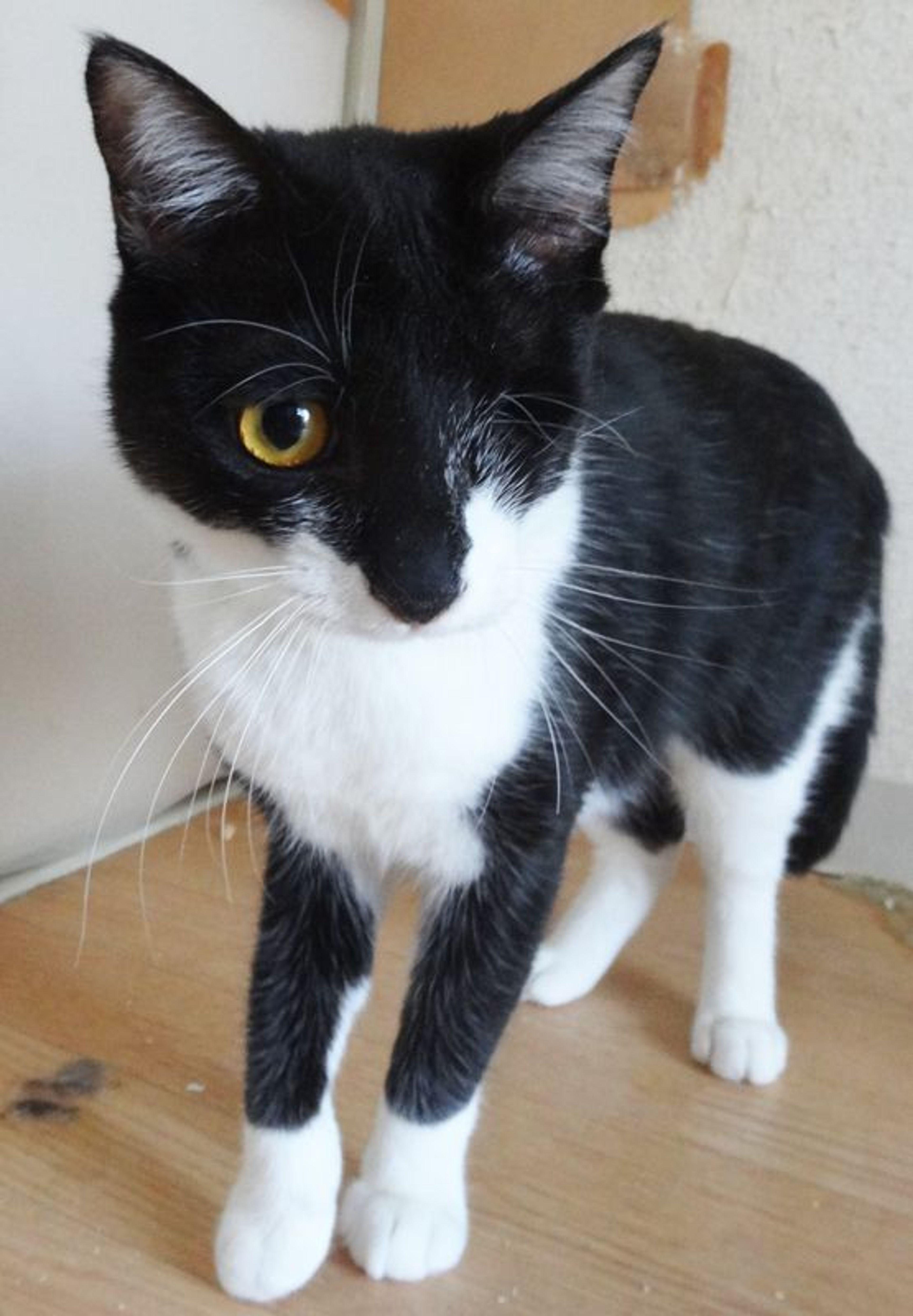 pet-image-2