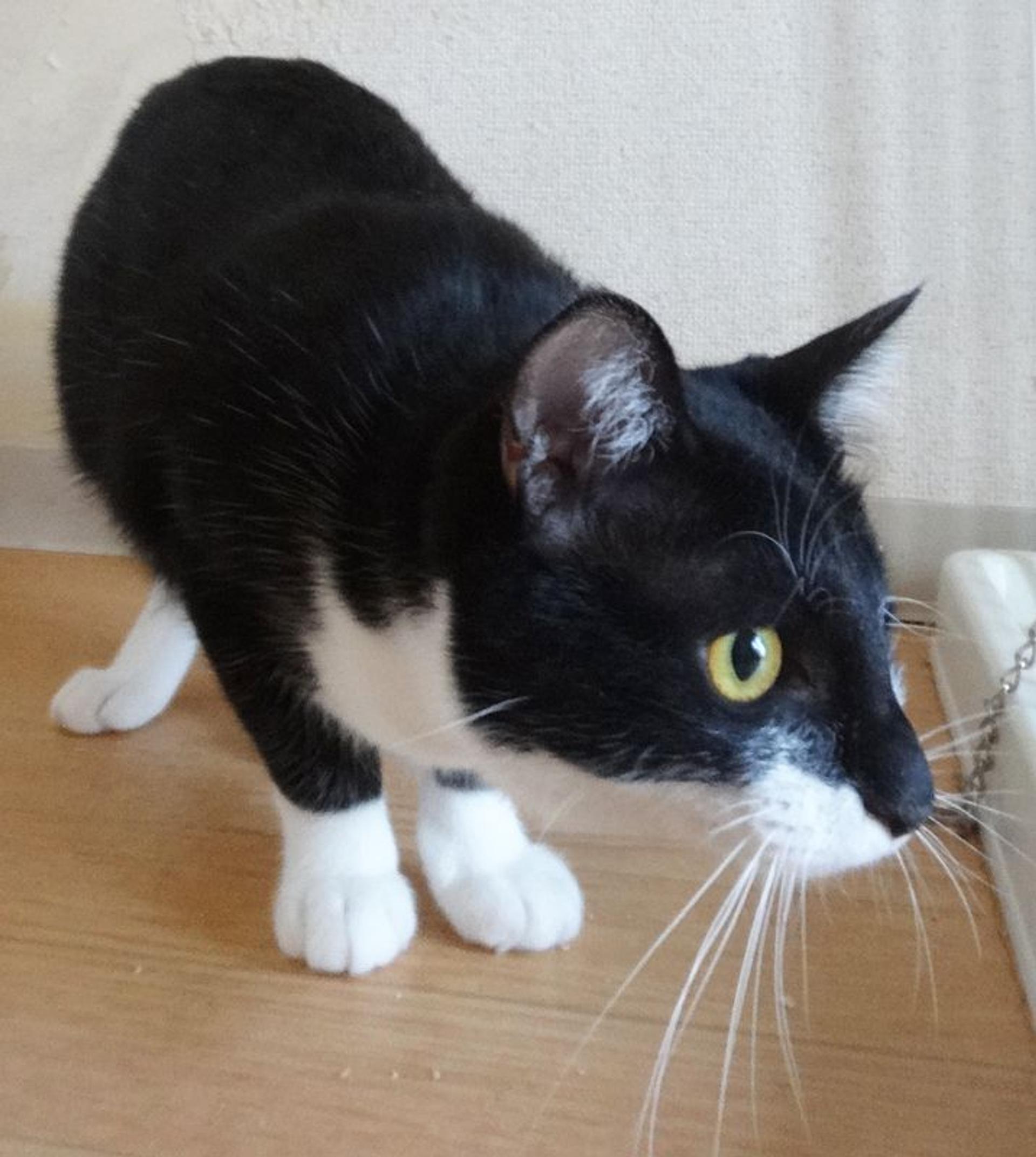 pet-image-5