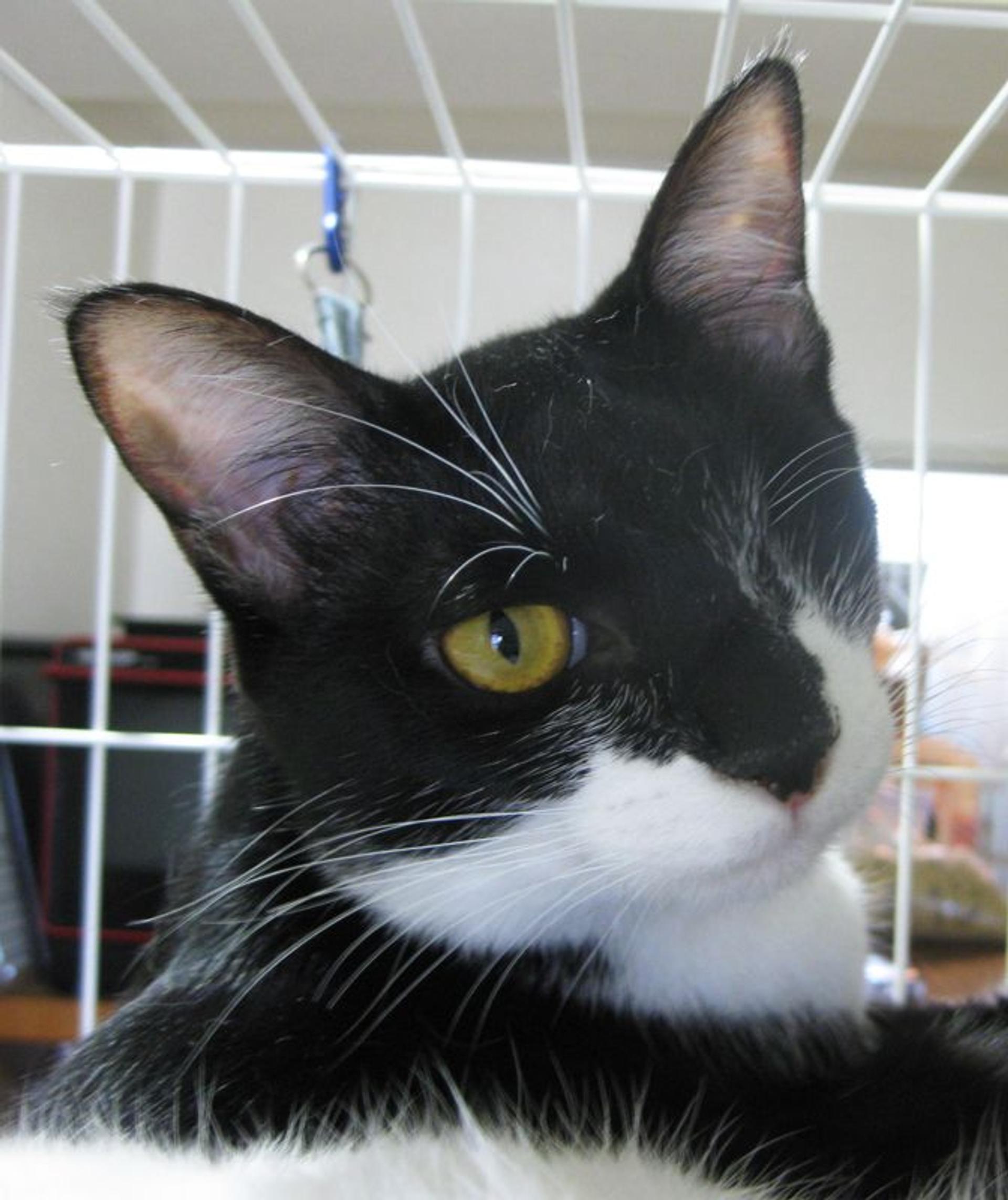 pet-image-7
