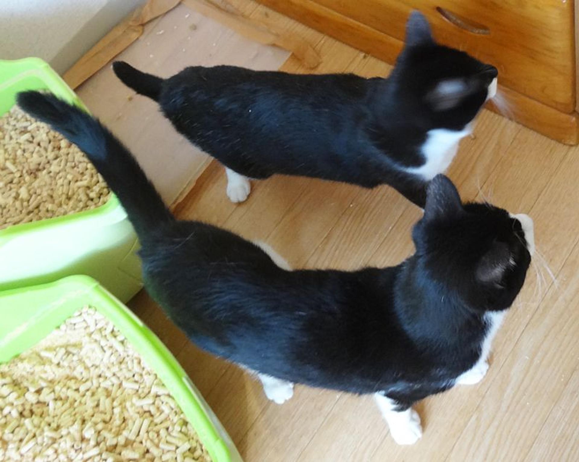 pet-image-10