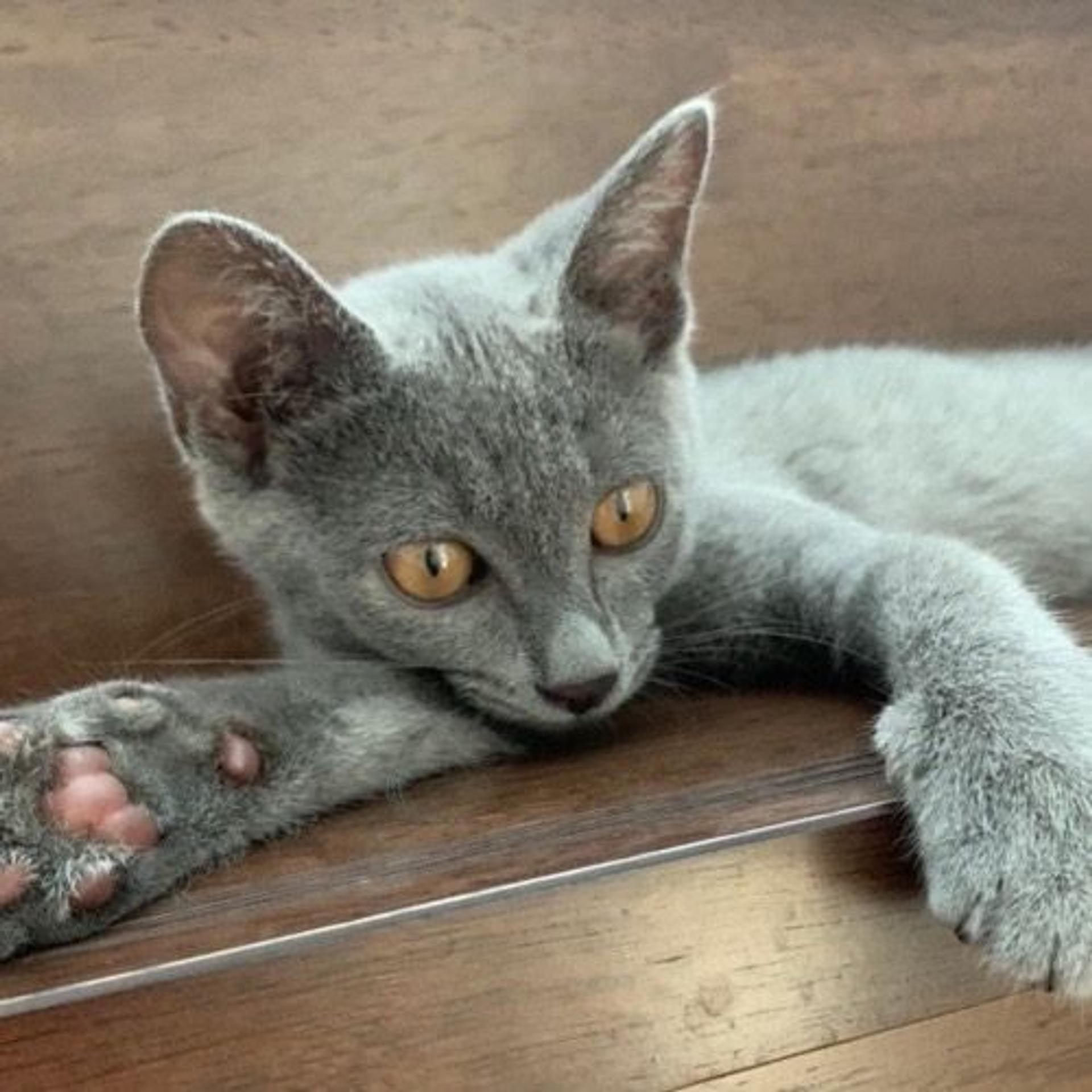 pet-image-2