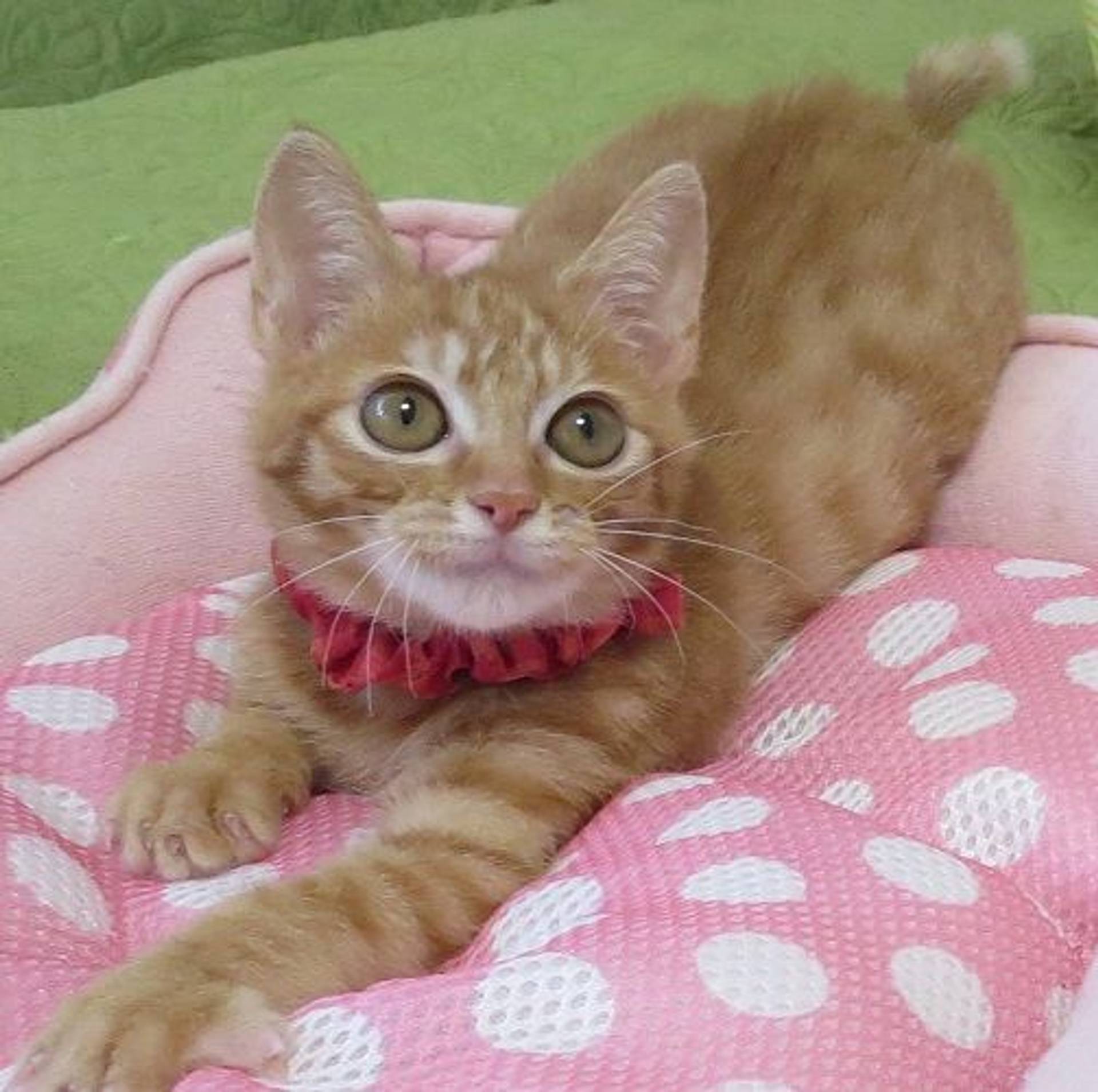 雑種（ミックス猫）・メスの里親募集の写真