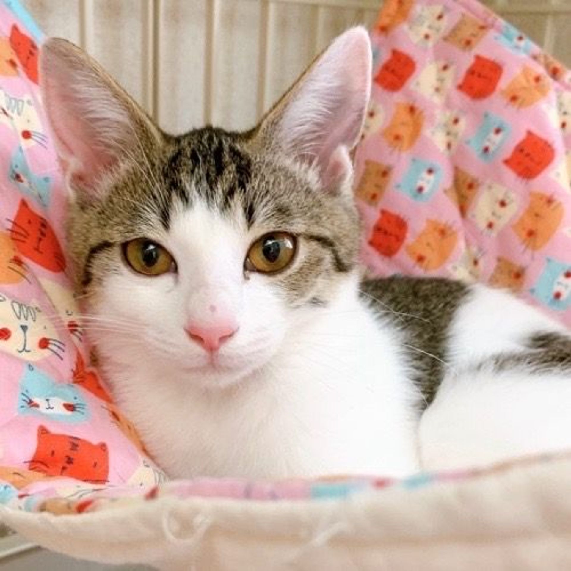 雑種（ミックス猫）・オスの里親募集の写真