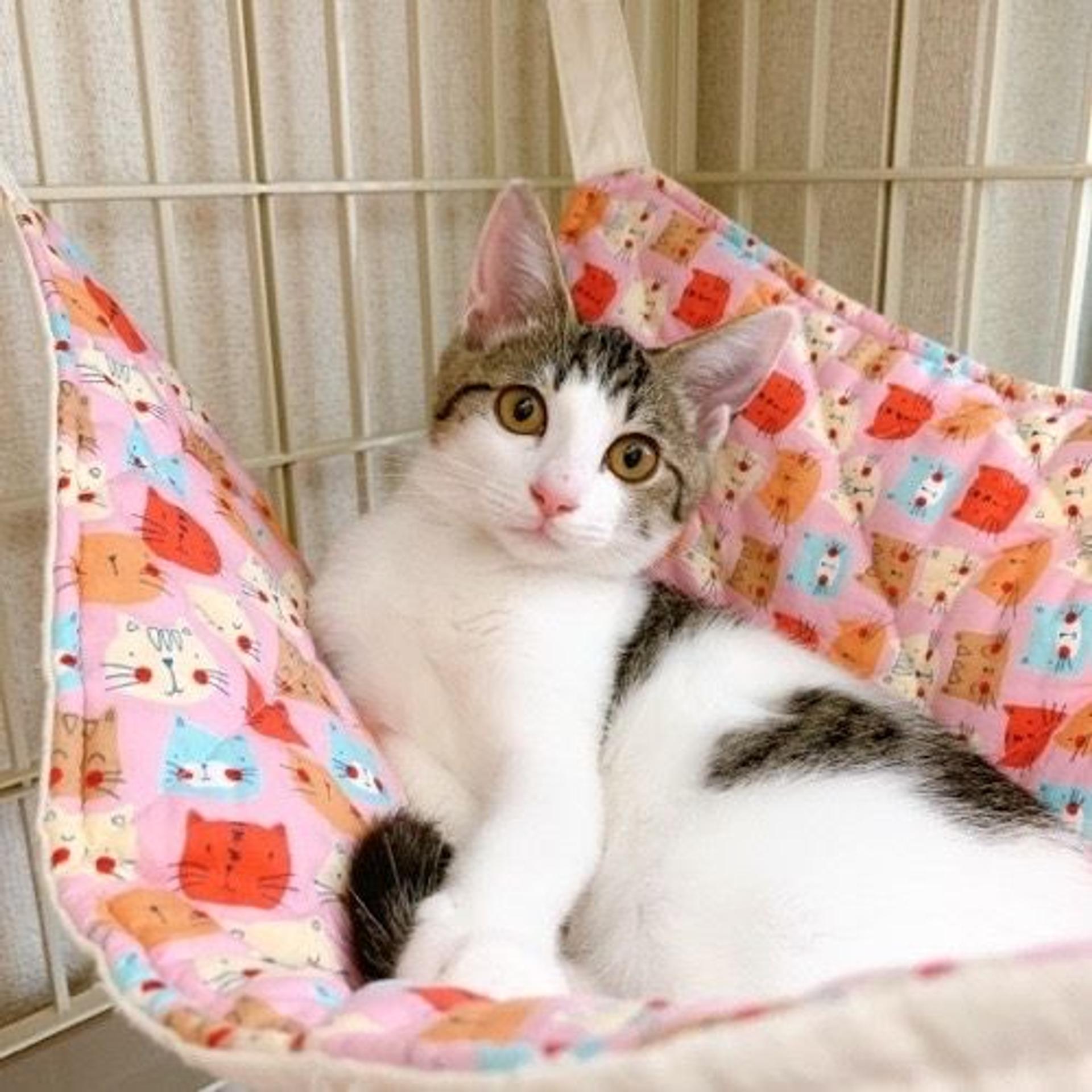 pet-image-2