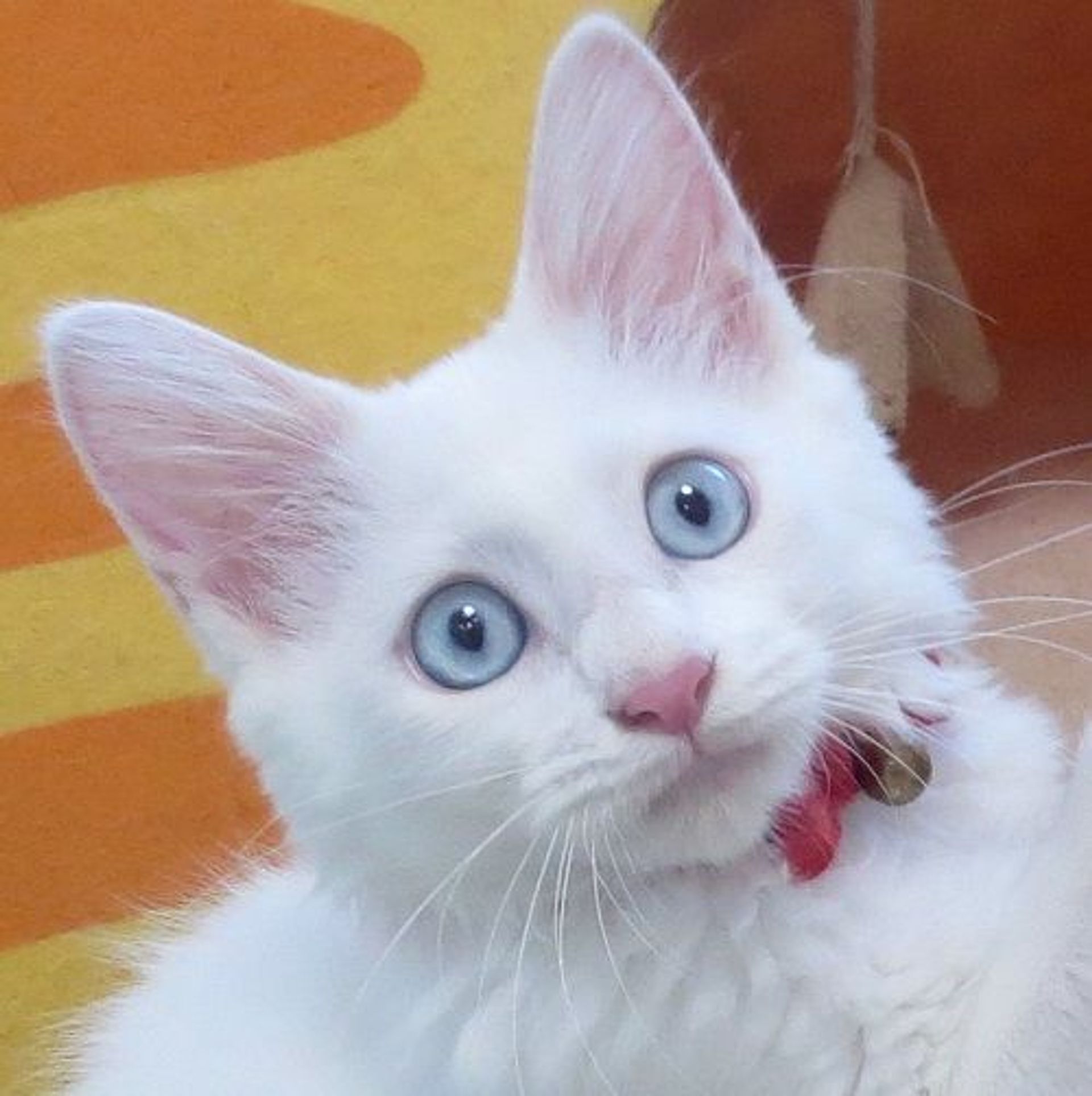 雑種（ミックス猫）・メスの里親募集の写真