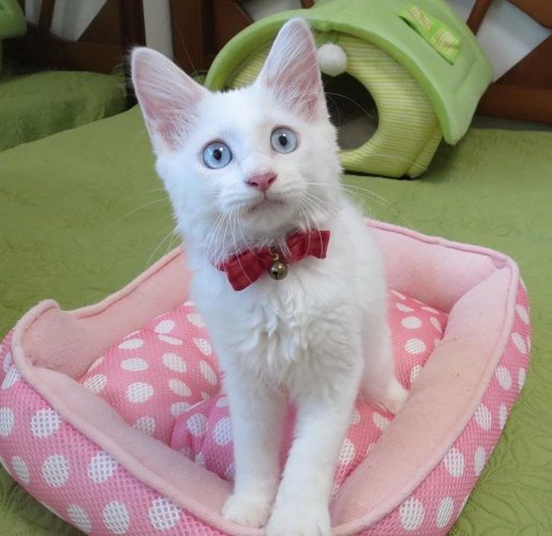 pet-image-2