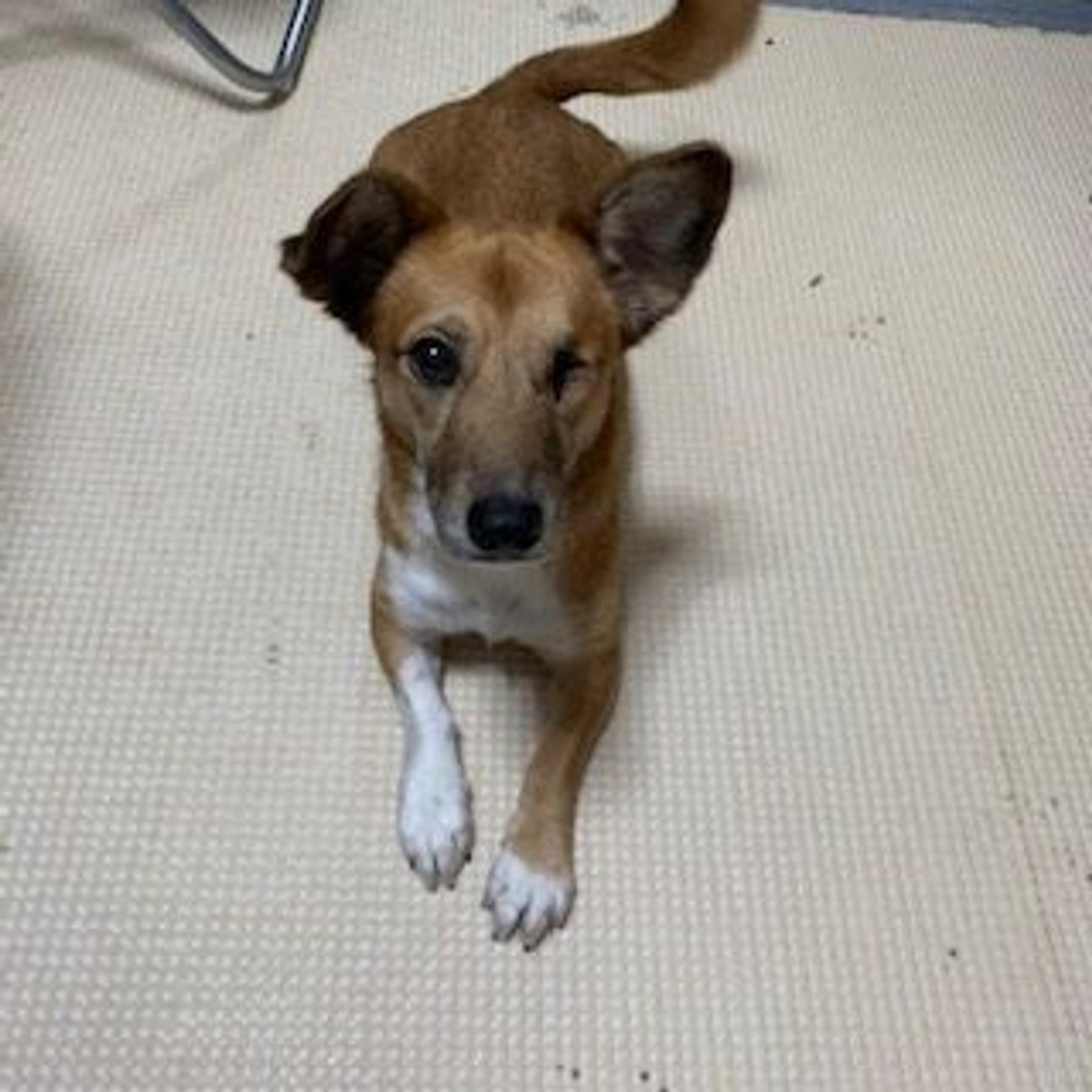 pet-image-2