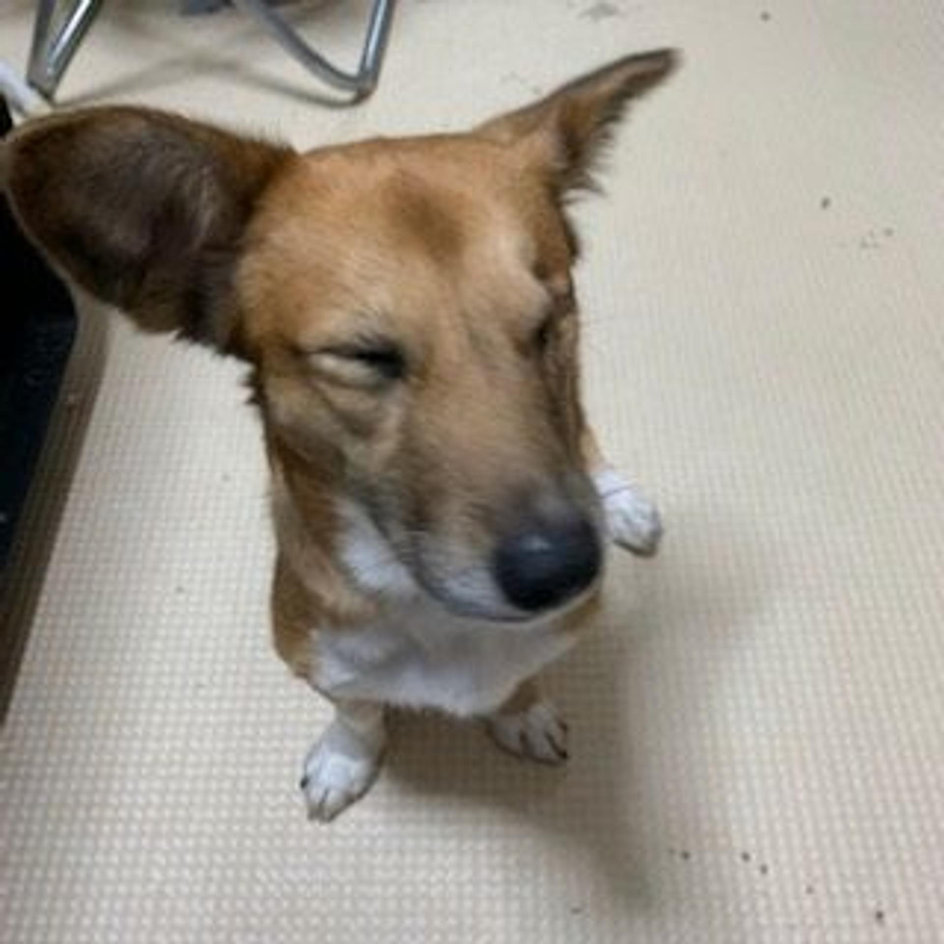 pet-image-4