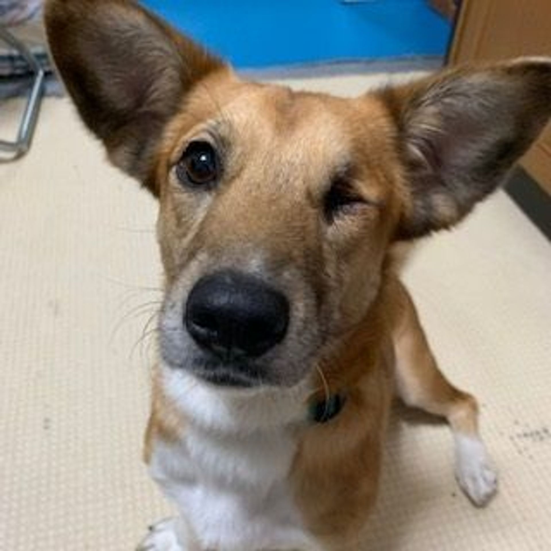 雑種（ミックス犬）・メスの里親募集の写真
