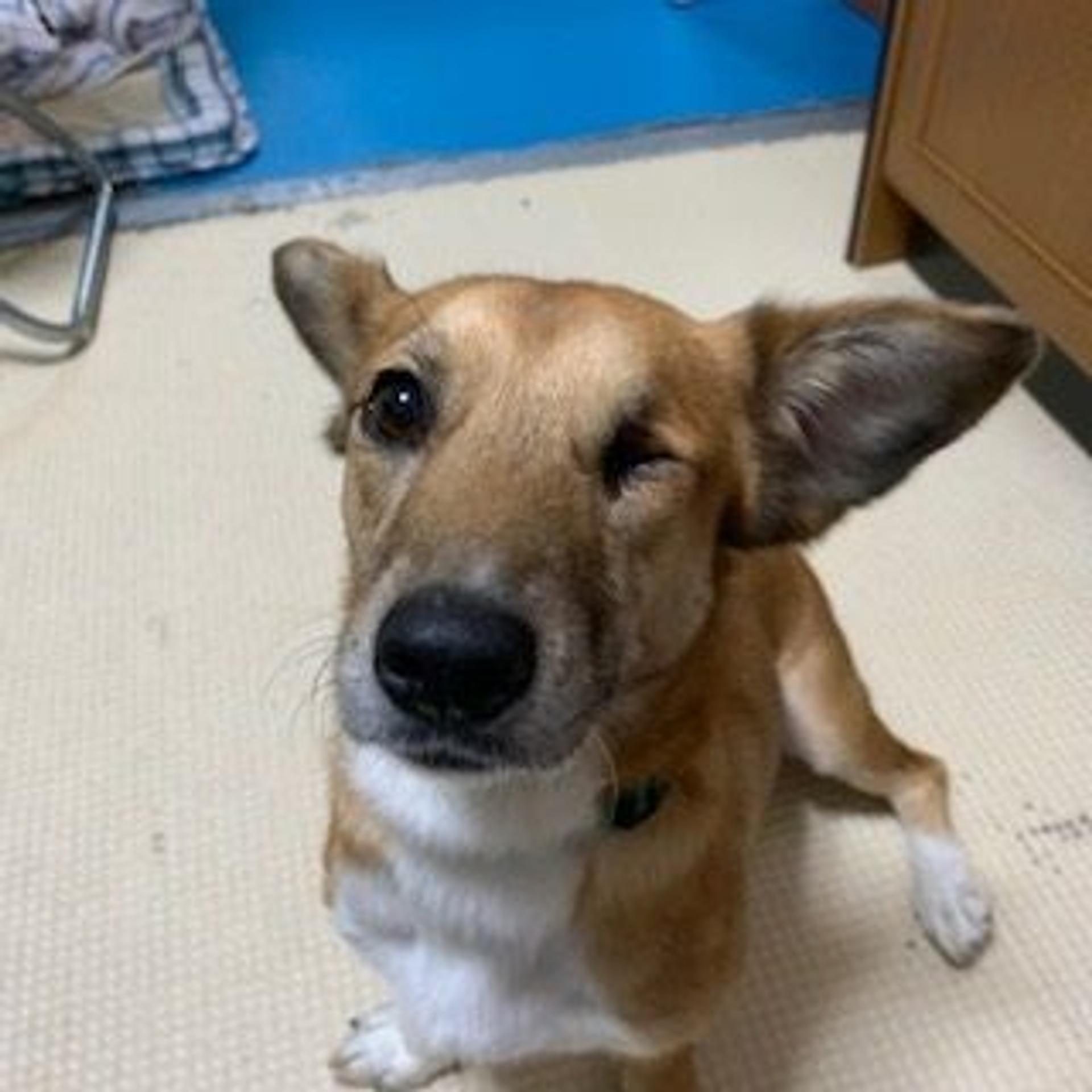 pet-image-3