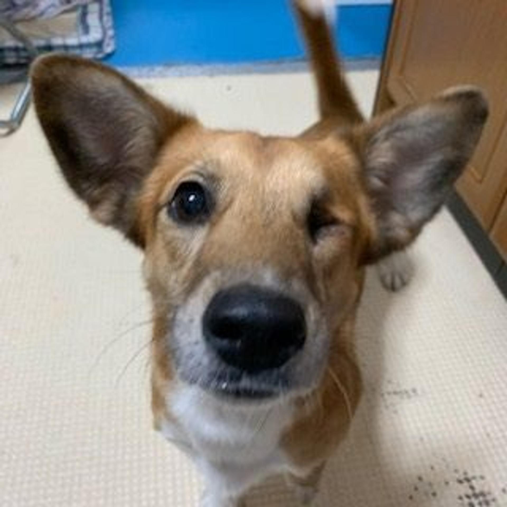 pet-image-5