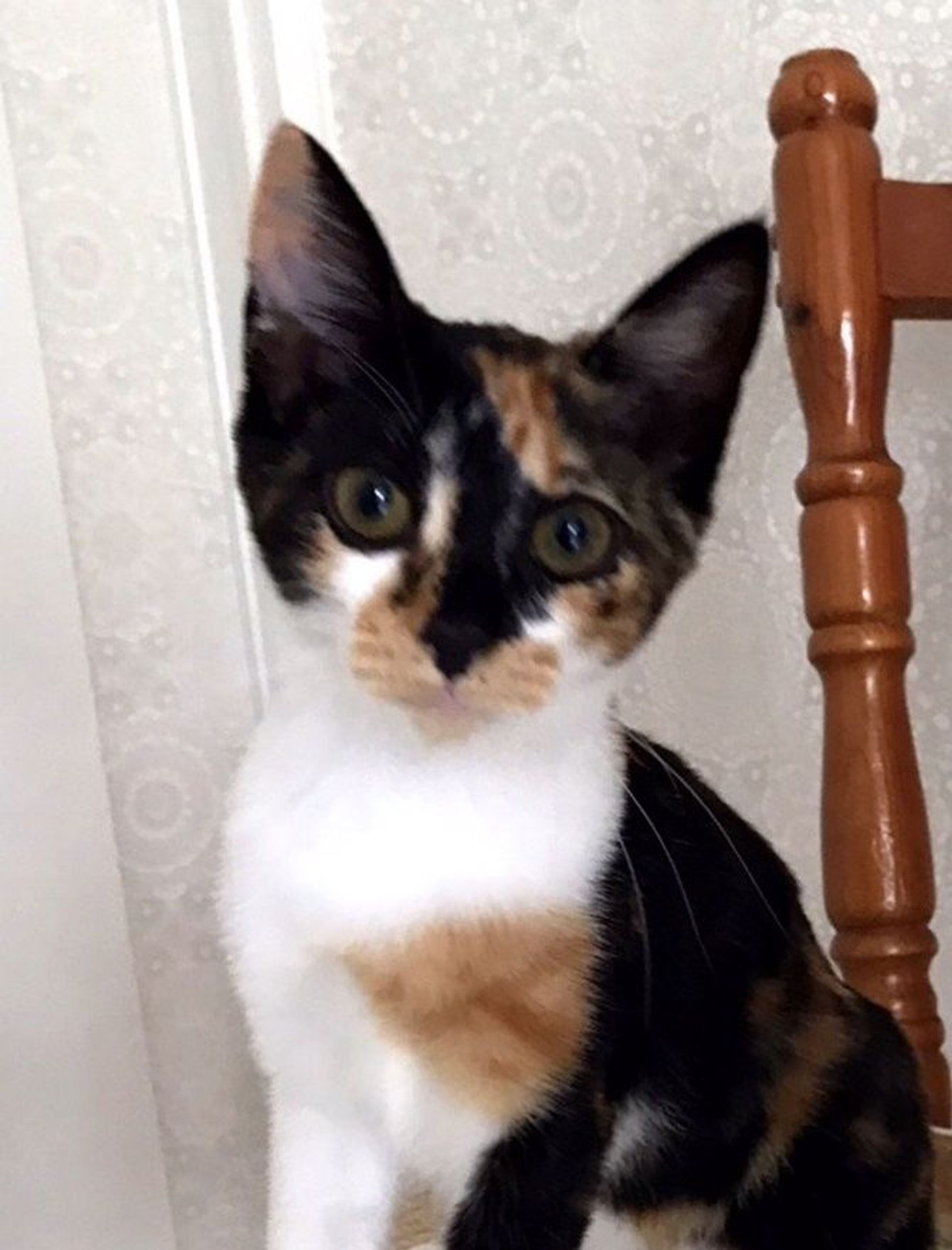 雑種（ミックス猫）・メスの里親募集の写真