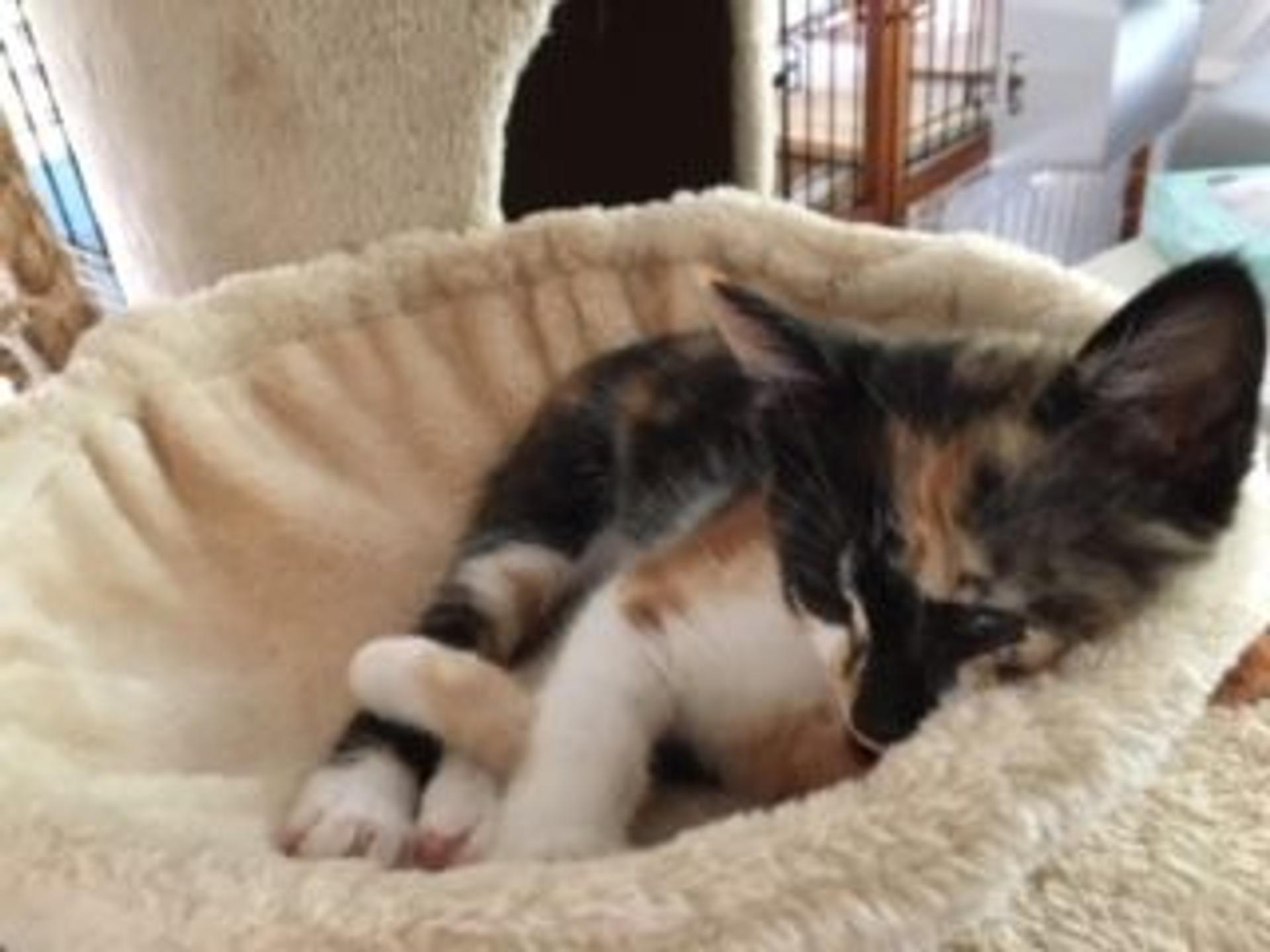 pet-image-3